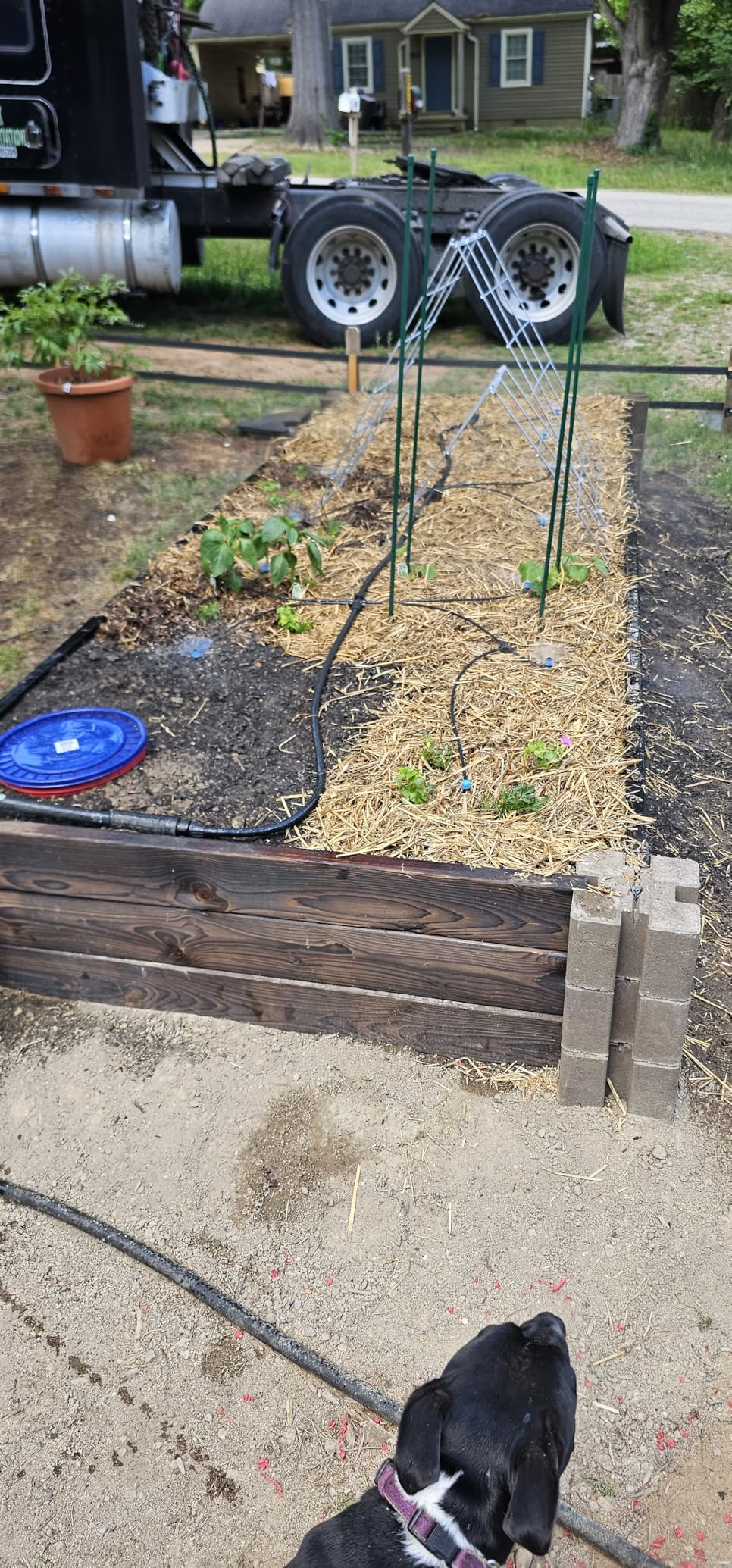 MIXC 230FT Quick-Connect Drip Irrigation System Kit, Automatic Garden Watering System with 1/4