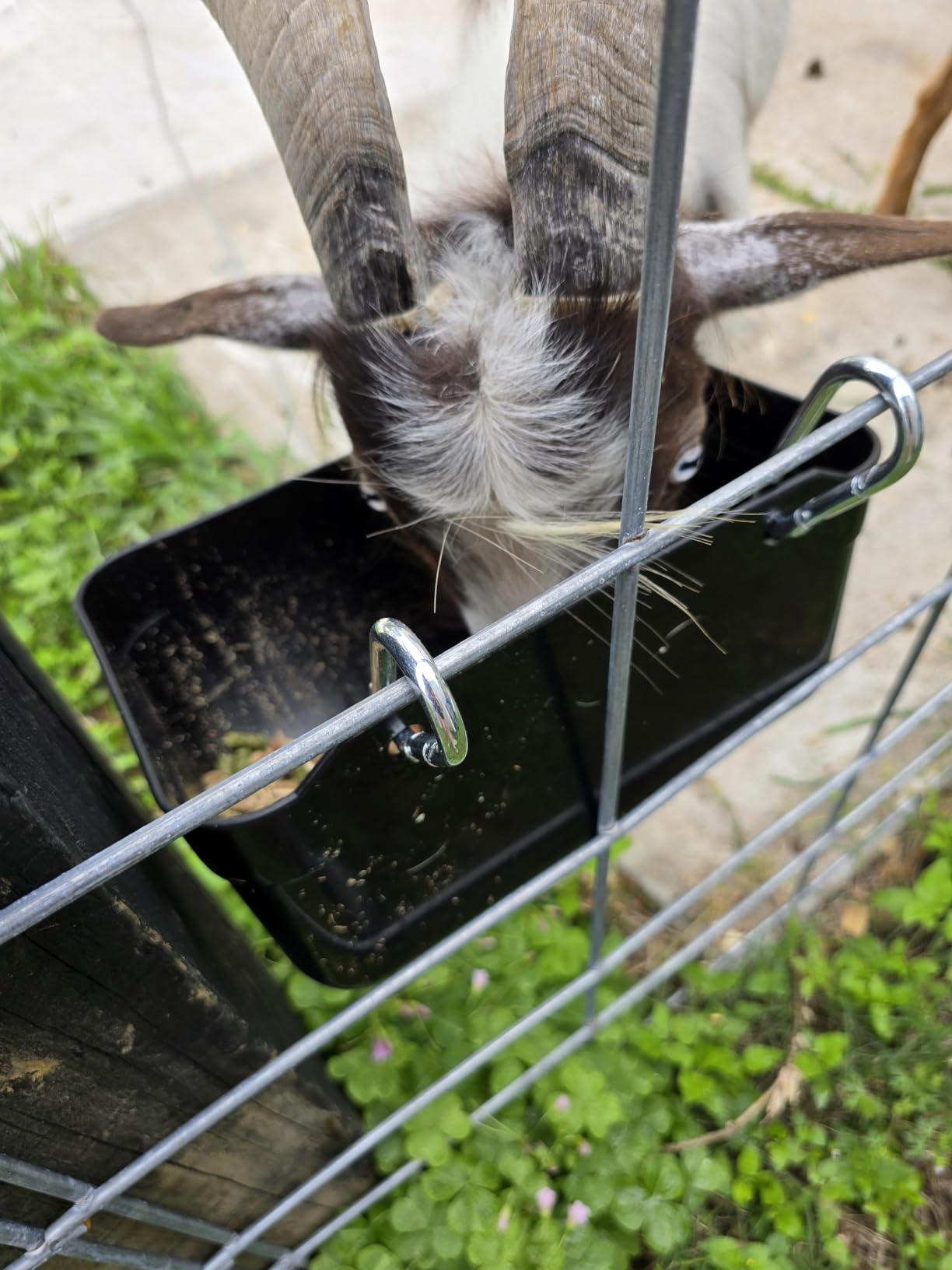 Goat Feeders Hanging Poultry Feeder Trough for Livestock, 6*3.5 Quart Black | Goat Feeder, Hanging Chicken Waterer Feeder customer photo 2