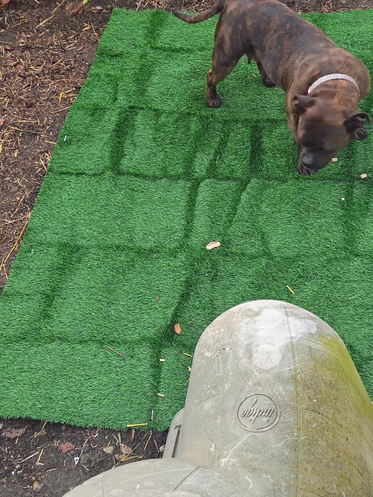 LOOBANI Synthetic Artificial Turf Grass for Dogs Potty Outdoor, 4 ft x 6 ft customer photo 2