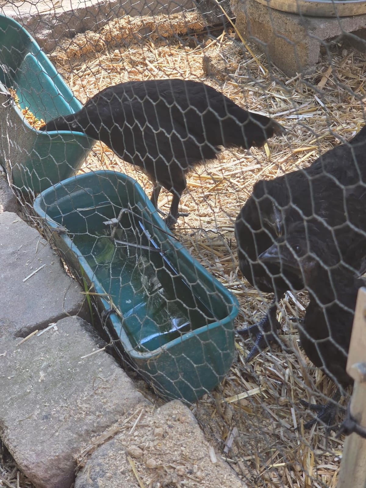 Terminalia Hanging Chicken Feeder Duck Waterer, 2.6 Quart Medium Capacity, No Spill Poultry Feeder Waterer for Backyard Chicken Duck customer photo 2