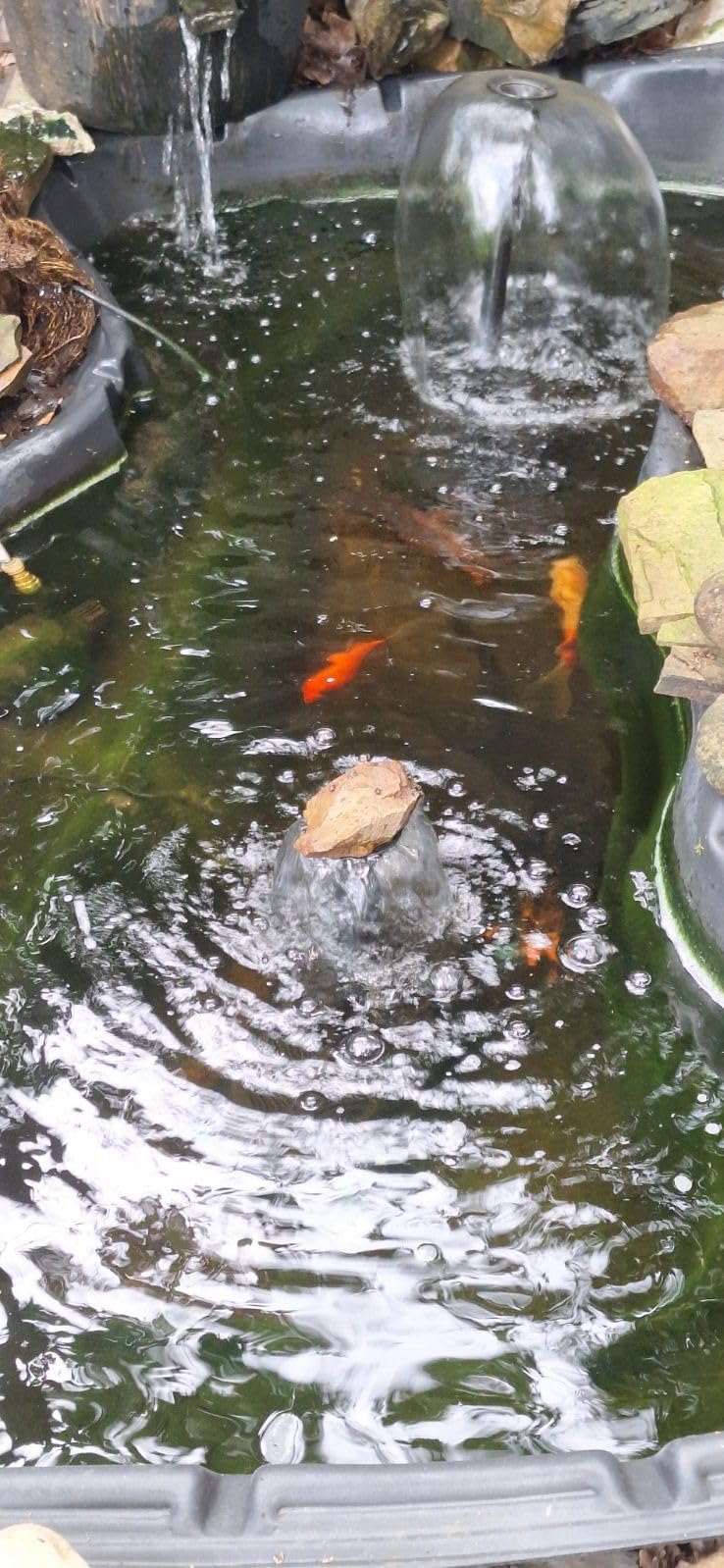 Biling Pond Filter with Fountain Pump Kits, 660GPH Koi Pond Filter with 40W Pond Pumps for Outdoor Ponds, Pond Fountain Kit for Garden Pond, Fish Tank, Water Feature - Corded Electric customer photo 1