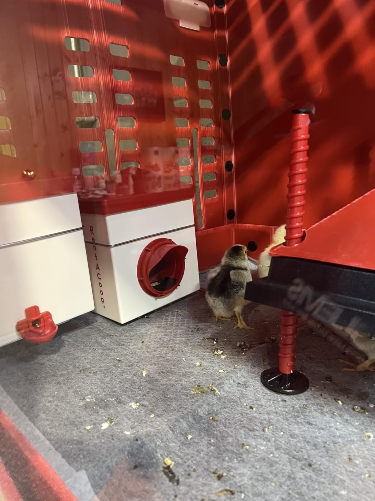 RentACoop Big Red Barn Chick Brooder Set with Heating Plate customer photo 2