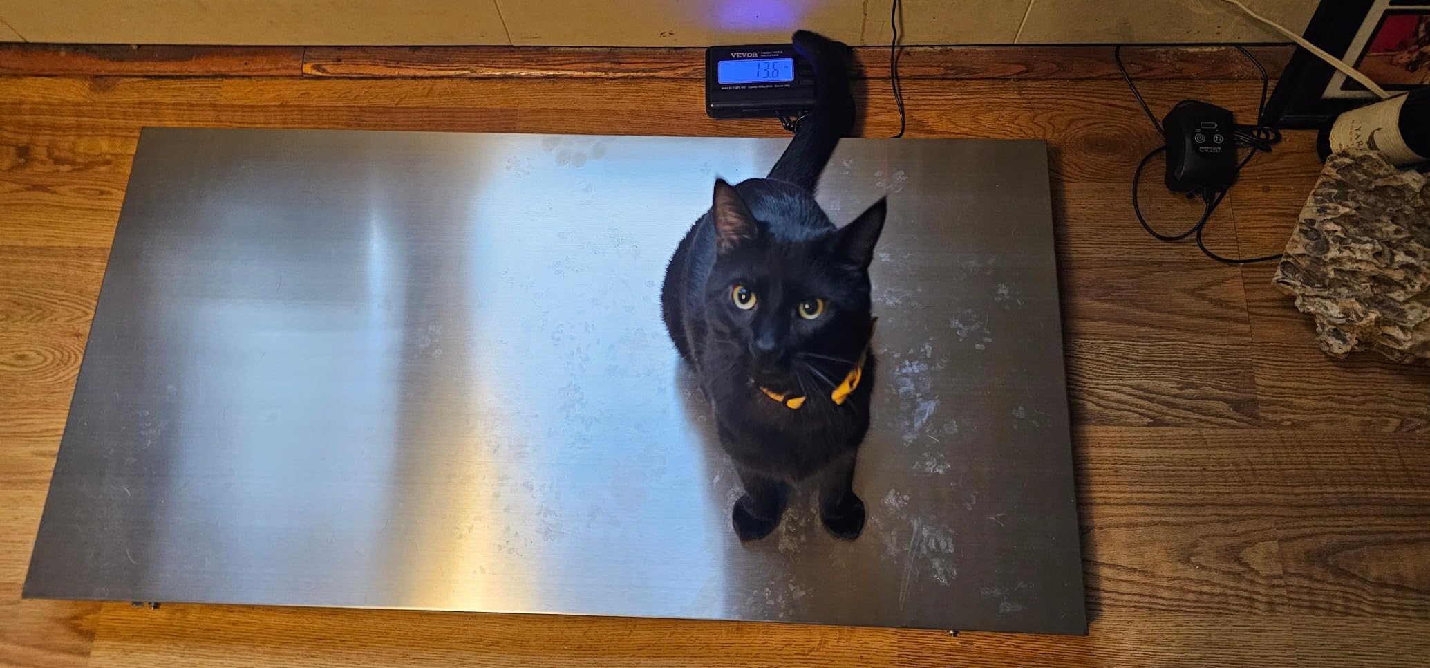 VEVOR 880Lbs x 0.2Lbs Livestock Scale Shipping Scales Large Platform 40.6x20.9Inch Stainless Steel Vet Scale Industrial Floor Scale Large Animal Dog Pig Scale Goat Weight Scale Pet Digital Scale customer photo 1
