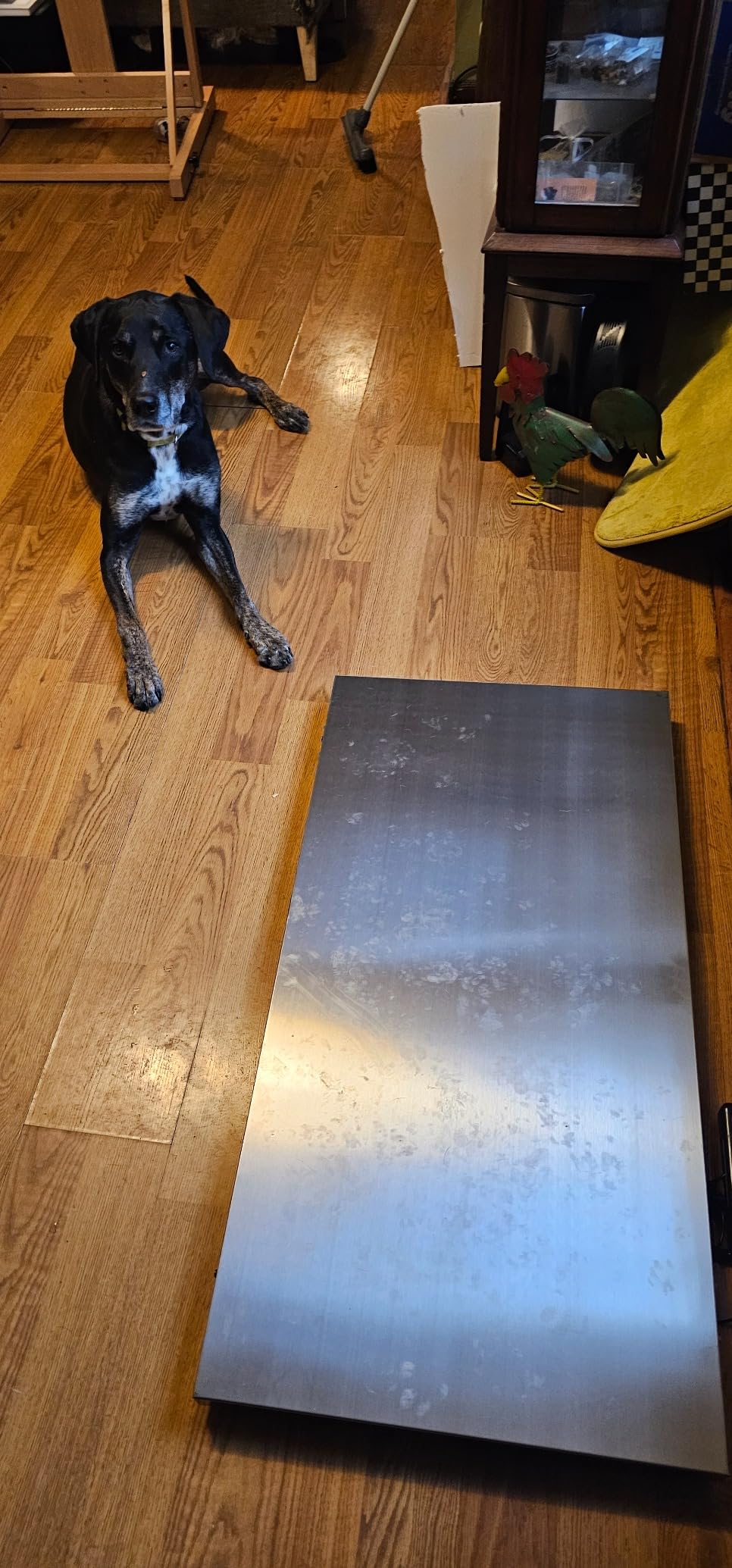 VEVOR 880Lbs x 0.2Lbs Livestock Scale Shipping Scales Large Platform 40.6x20.9Inch Stainless Steel Vet Scale Industrial Floor Scale Large Animal Dog Pig Scale Goat Weight Scale Pet Digital Scale customer photo 2