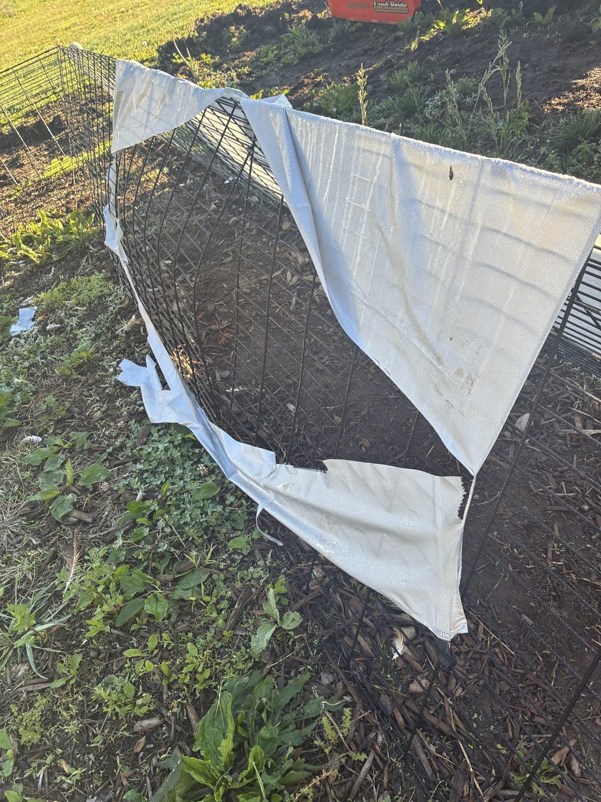 VEVOR Chicken Tunnels for Yard, Metal Poultry Playpen for Outside with Waterproof Cover & Corner Frames, 157.5 x 39.4 x 24.2 inch (LxWxH), Also Widely Used for Ducks, Rabbits, Geese Coop customer photo 1