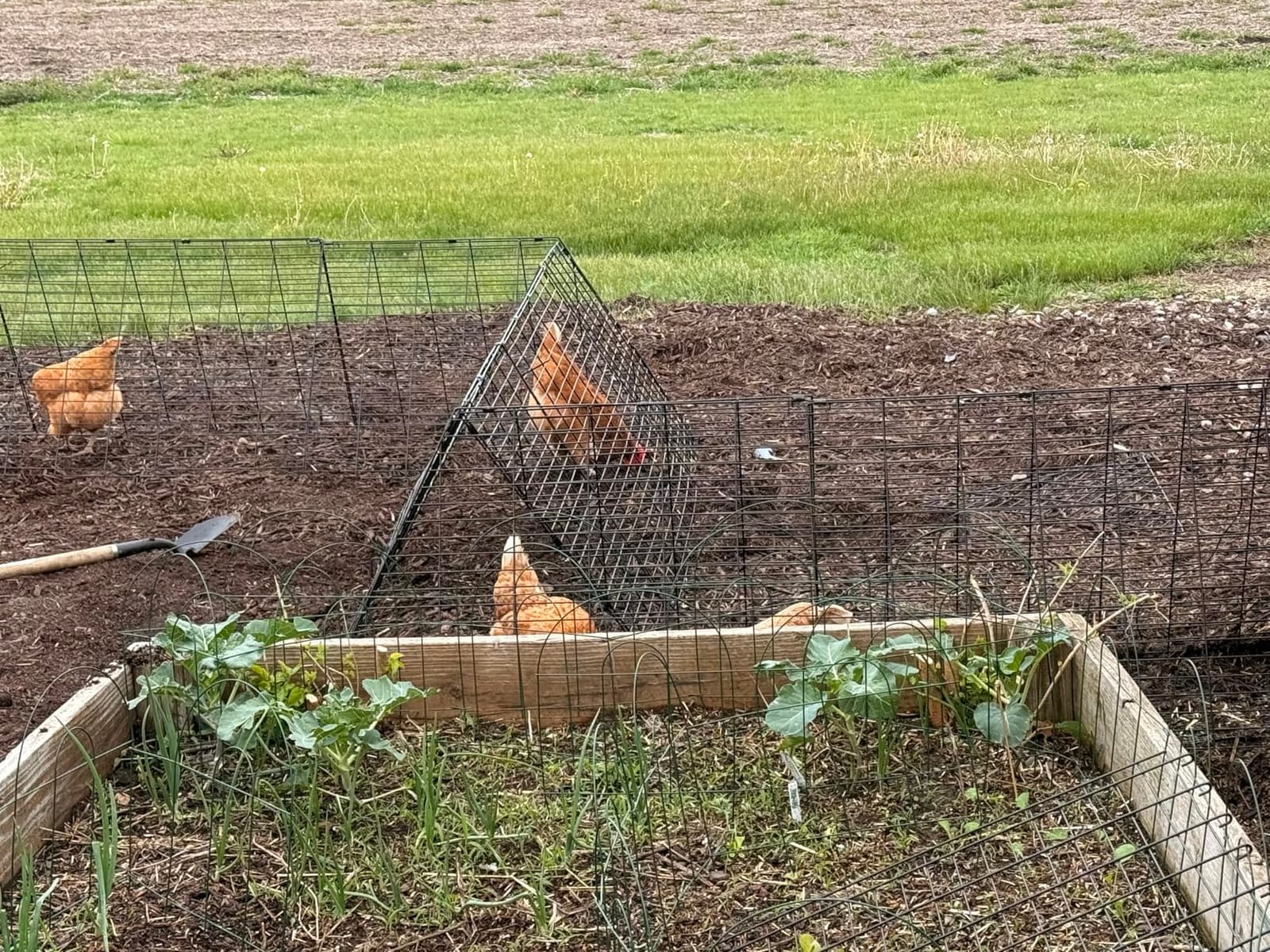 VEVOR Chicken Tunnels for Yard, Metal Poultry Playpen for Outside with Waterproof Cover & Corner Frames, 157.5 x 39.4 x 24.2 inch (LxWxH), Also Widely Used for Ducks, Rabbits, Geese Coop customer photo 2