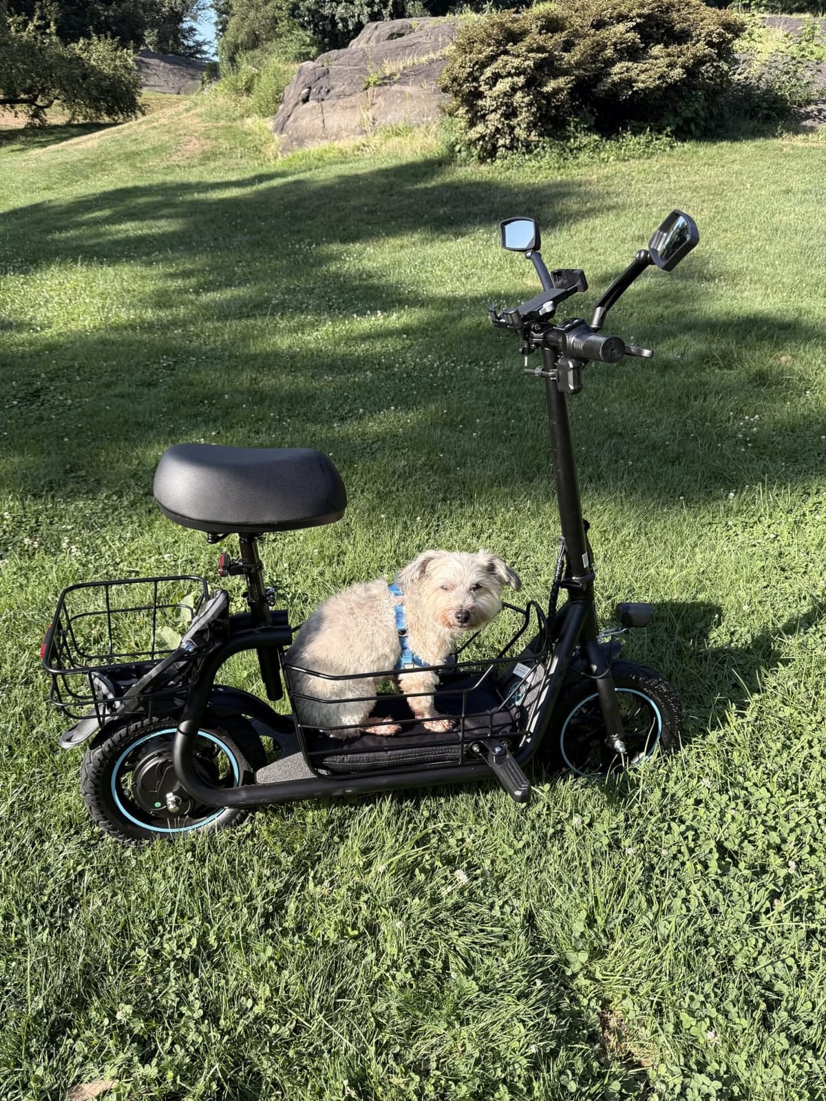 Gyroor Electric Scooter with Seat for Adults 20 Miles Range | 550W Motor, Pet Basket, 18.6 MPH Speed, 12