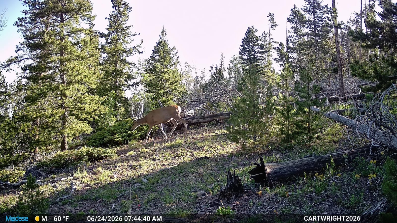Meidase P70 (Non-Cellular, Non-WiFi) Trail Camera, 64MP 1296p, Game Cameras with No-Glow IR Night Vision, Motion Activated, Waterproof for Wildlife Deer Cams, Hunting customer photo 2