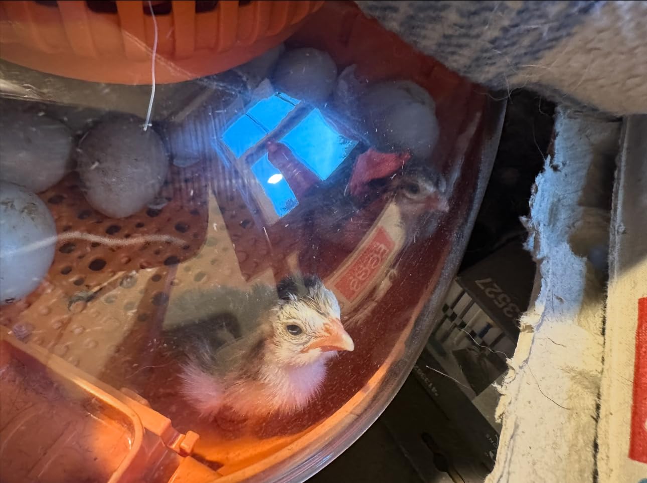 Chickcozy 25 Egg Incubator, Automatic Egg Turner with Thermometer Seat and Humidity Control, Egg Candler, 360° View with Clear Window, Incubators for Hatching Chicks (Sunlit Orange) customer photo 1
