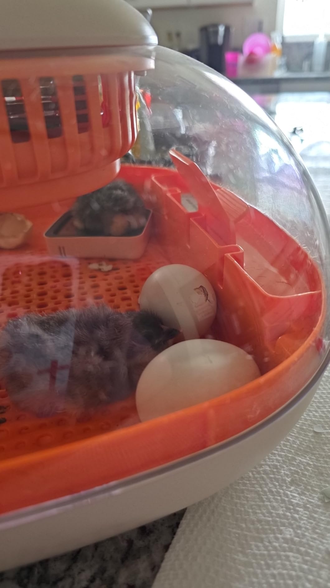 Chickcozy 25 Egg Incubator, Automatic Egg Turner with Thermometer Seat and Humidity Control, Egg Candler, 360° View with Clear Window, Incubators for Hatching Chicks (Sunlit Orange) customer photo 2