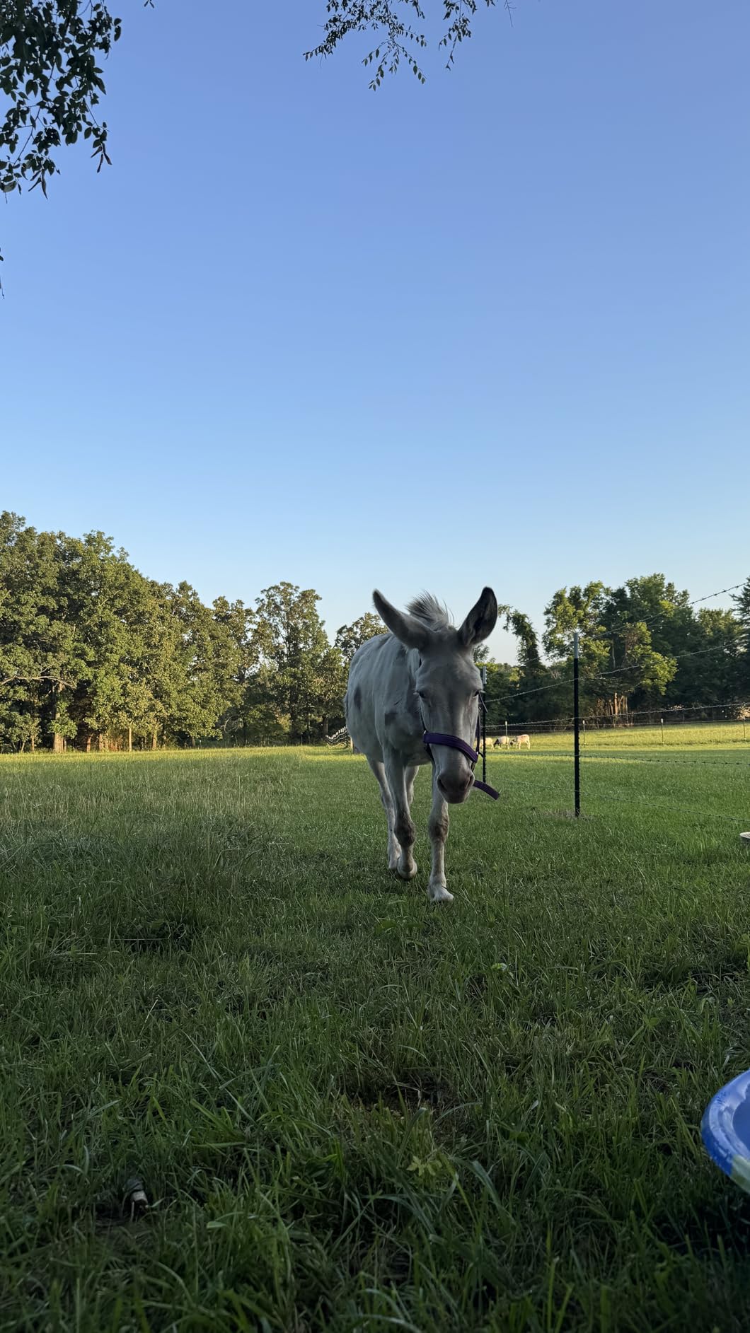 24-Hour Solar Electric Fence Charger, 0.18J, 10-Mile for Livestock | Portable All-in-One Energizer customer photo 1