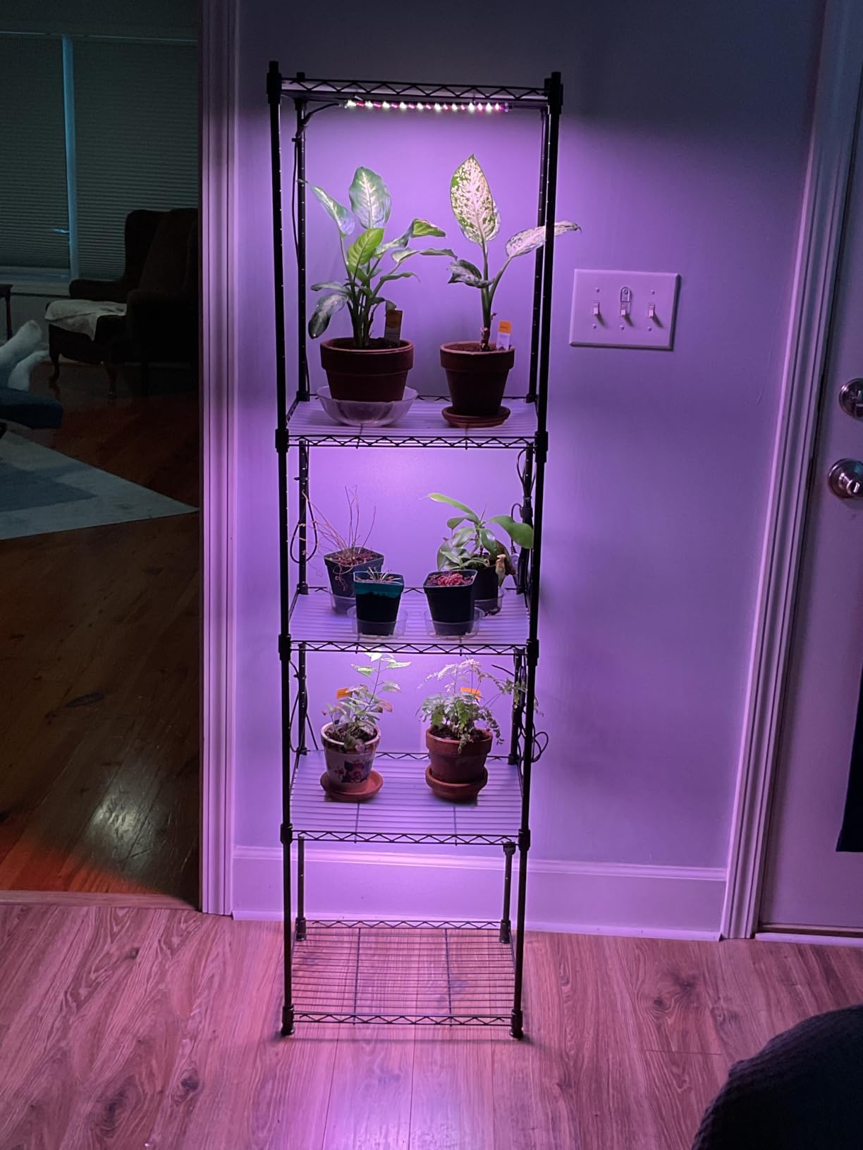 Barrina CX83 Plant Shelf with Grow Light, 5-Tier 40W, 15.7x11.8x59.1IN | Adjustable Plant Stand, Full Spectrum Ultra-Thin Grow Light Panels for Hydroponics, Seedlings, Succulents, Veg, 3/6/12h Timer customer photo 1