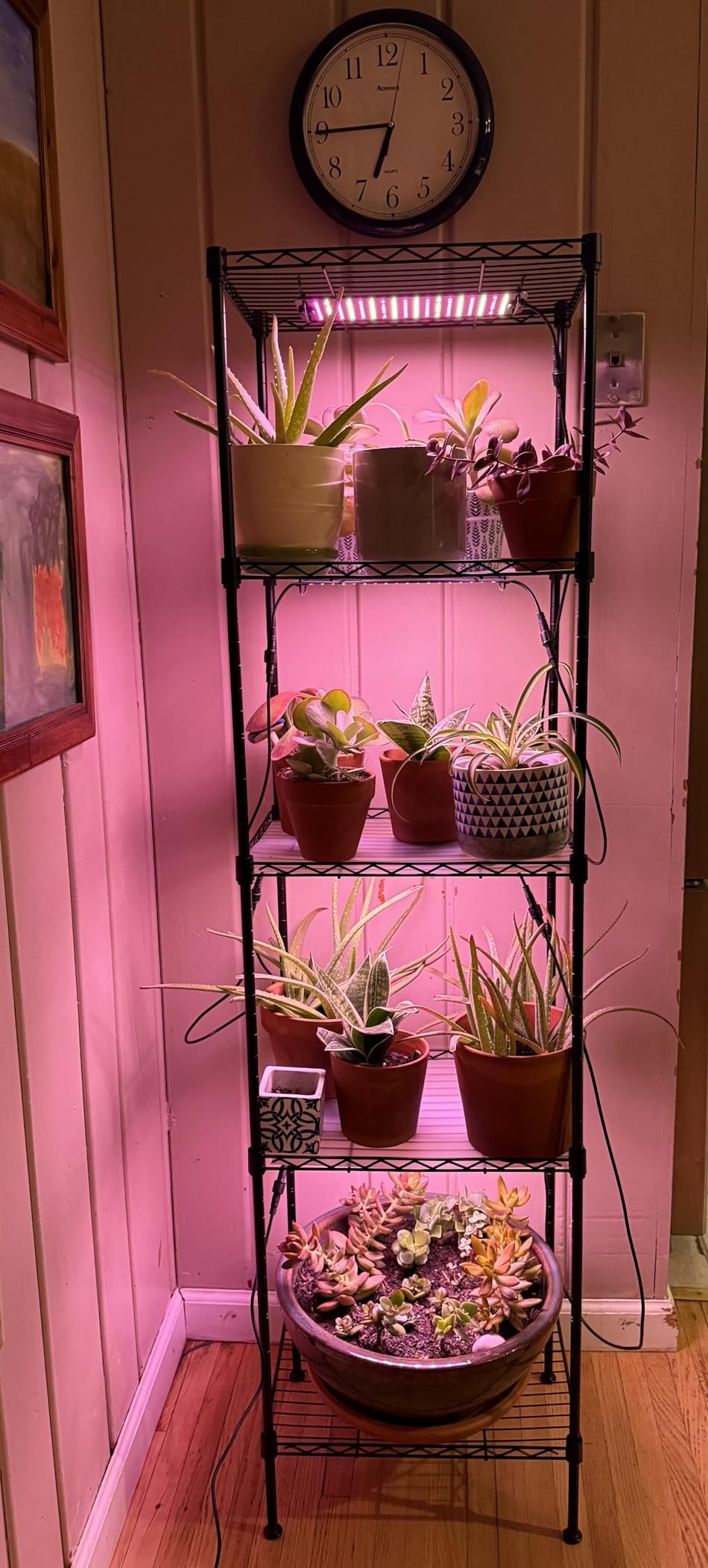 Barrina CX83 Plant Shelf with Grow Light, 5-Tier 40W, 15.7x11.8x59.1IN | Adjustable Plant Stand, Full Spectrum Ultra-Thin Grow Light Panels for Hydroponics, Seedlings, Succulents, Veg, 3/6/12h Timer customer photo 2