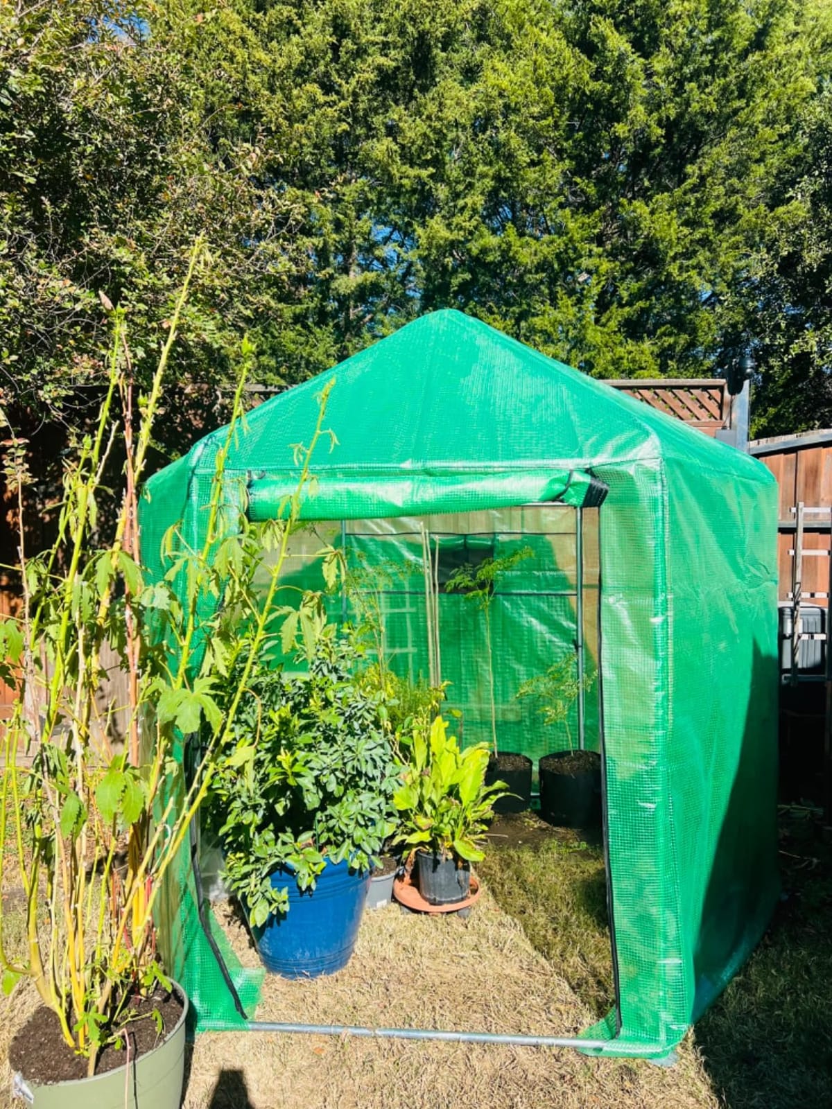 MU 7x7x7.6 FT Greenhouses for Outdoors, Heavy-Duty Green House for Outside, Walk in Winter Greenhouse with 180g Double Layer PE Cover, Ground Stakes, Great for Garden/Patio/Backyard customer photo 2