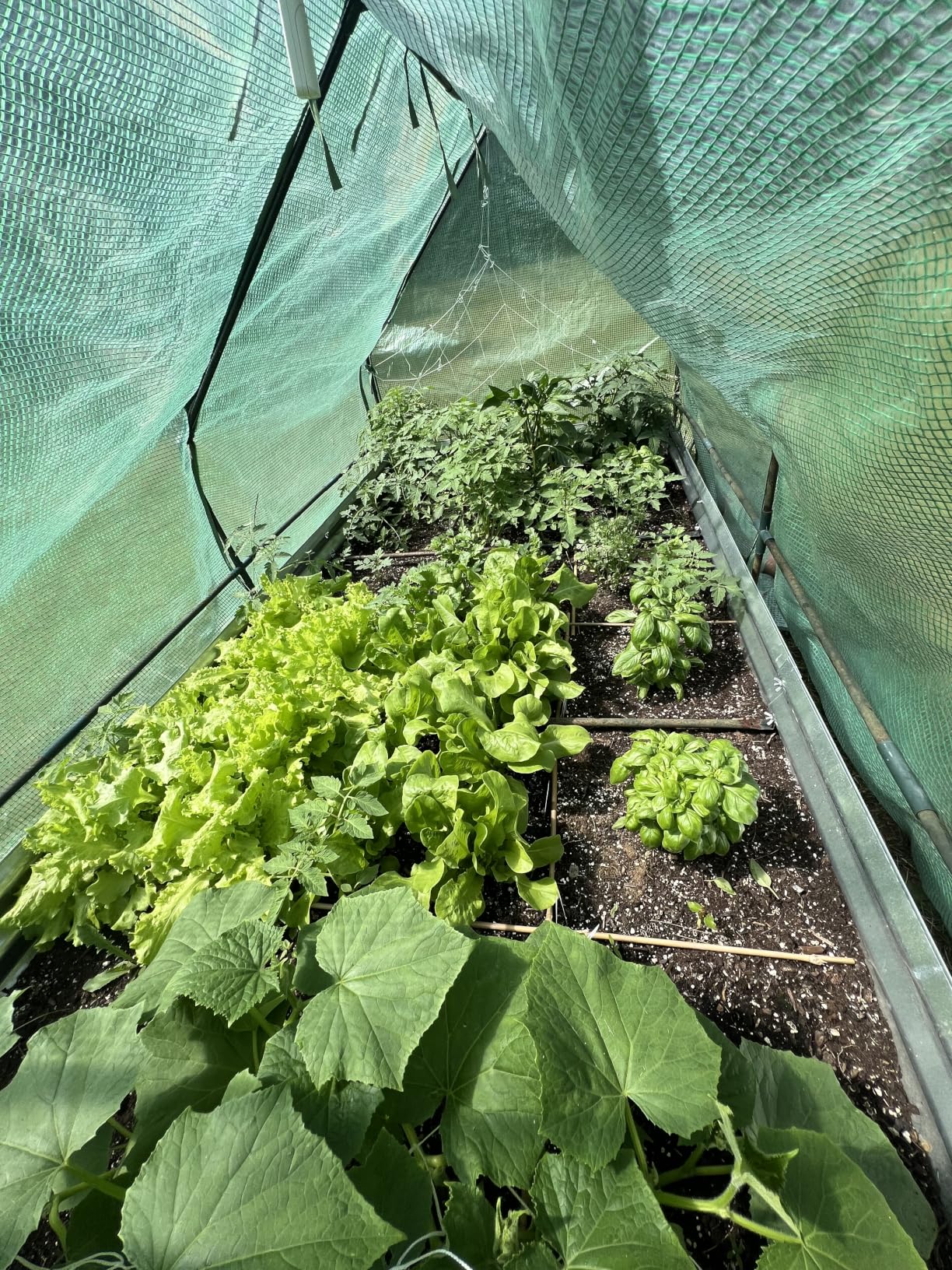 Ohuhu 4x2x1 FT Raised Garden Bed Outdoor with Cover, 3-in-1 Gardening Set | PVC Greenhouse Cover, Protects Plants from Frost Birds Insects, Galvanized Metal Planter Box for Vegetable Flower Herb customer photo 1