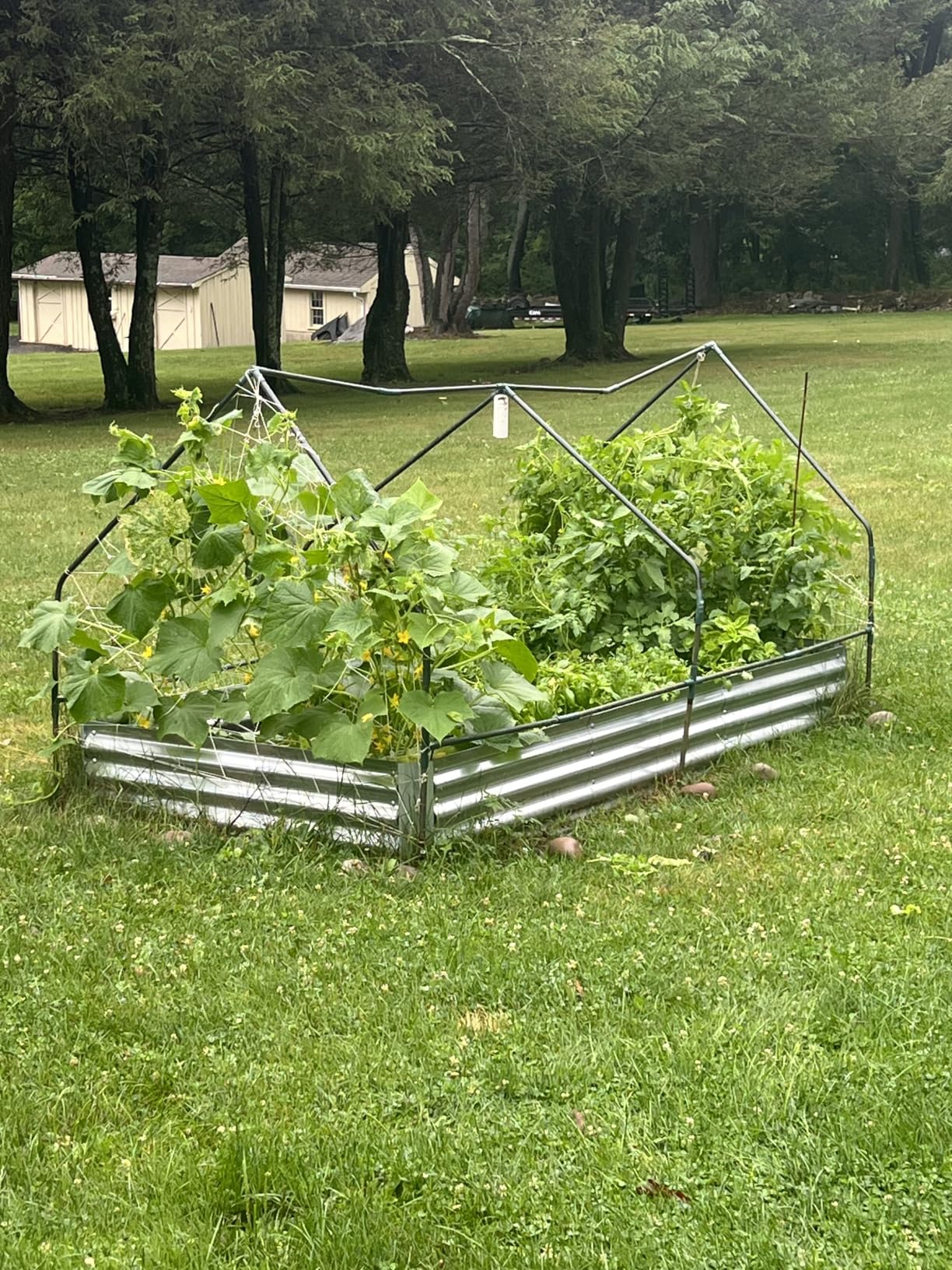 Ohuhu 4x2x1 FT Raised Garden Bed Outdoor with Cover, 3-in-1 Gardening Set | PVC Greenhouse Cover, Protects Plants from Frost Birds Insects, Galvanized Metal Planter Box for Vegetable Flower Herb customer photo 2