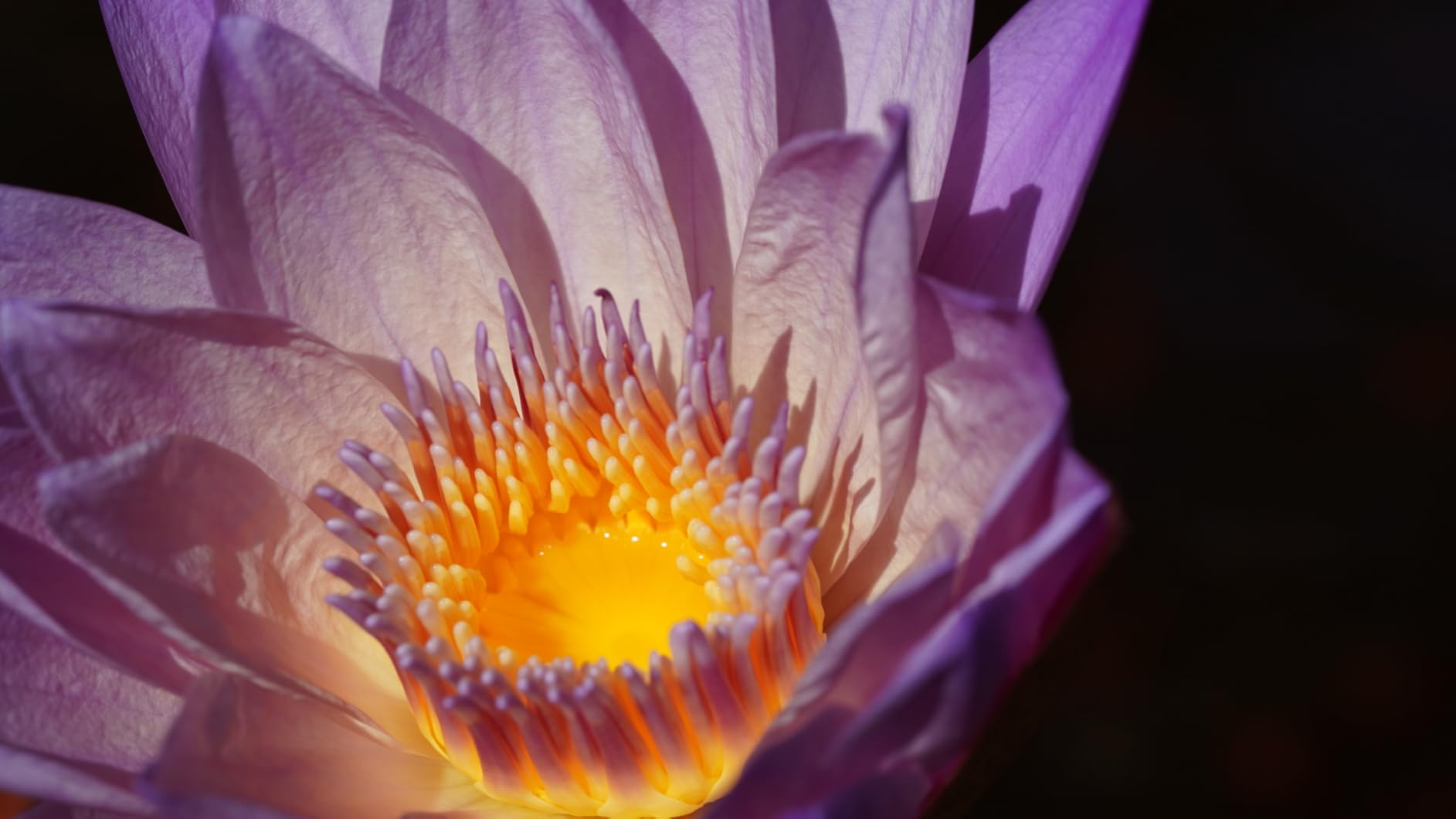 Tamron 90mm F/2.8 Di III VXD 1:1 Macro for Sony E Mount Full Frame/APS-C Mirrorless Cameras | E Mount Full Frame APS-C Mirrorless Cameras customer photo 2