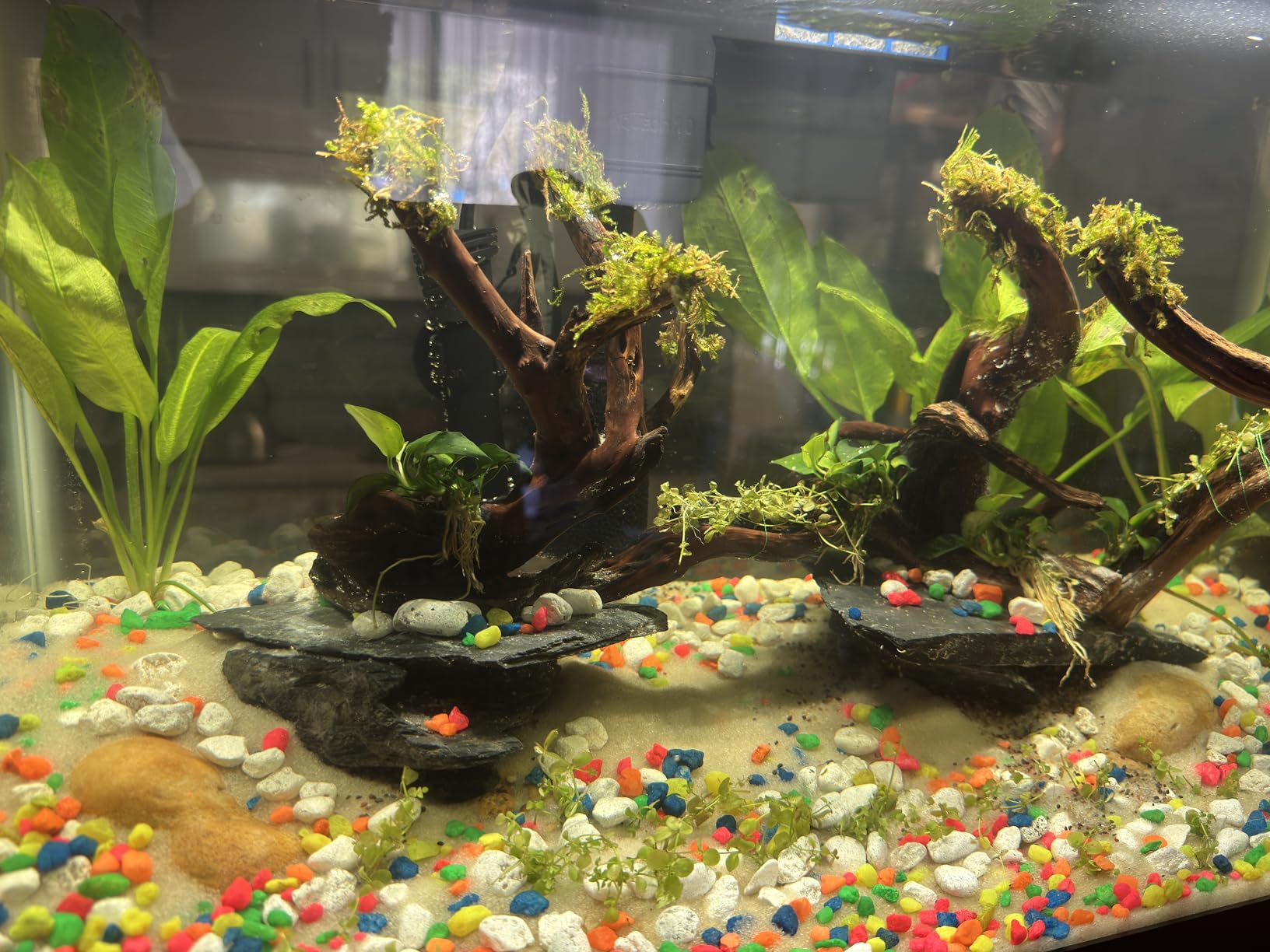 Aqueon Aquarium Starter Kit with Smart Clean Filtration and LED Lighting, Freshwater and Saltwater Fish, Perfect for Tetras, Guppies, Platies, 10-Gallon customer photo 1