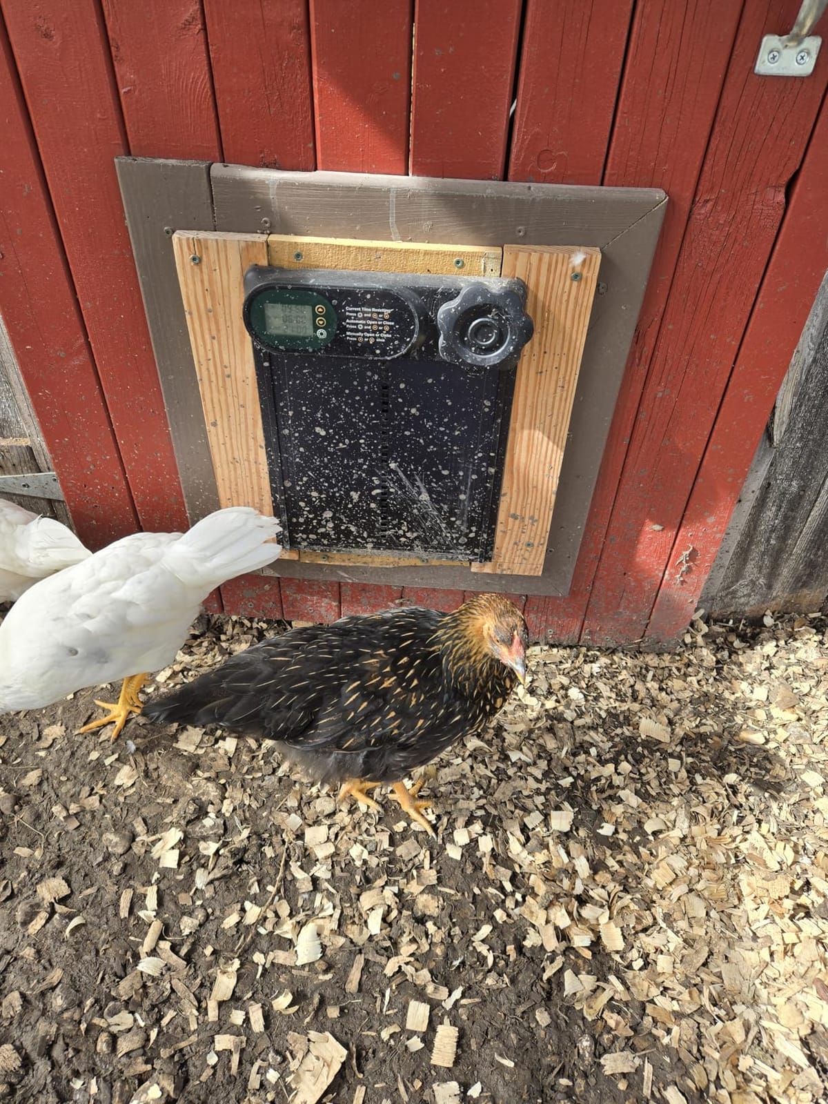 Automatic Chicken Coop Door Opener, Battery Powered & Anti-Pinch Sensor | Aluminum Alloy Door, Large LCD Display, Smart Timer, Waterproof, Auto Open/Close for Hens, Ducks, Geese Poultry customer photo 1