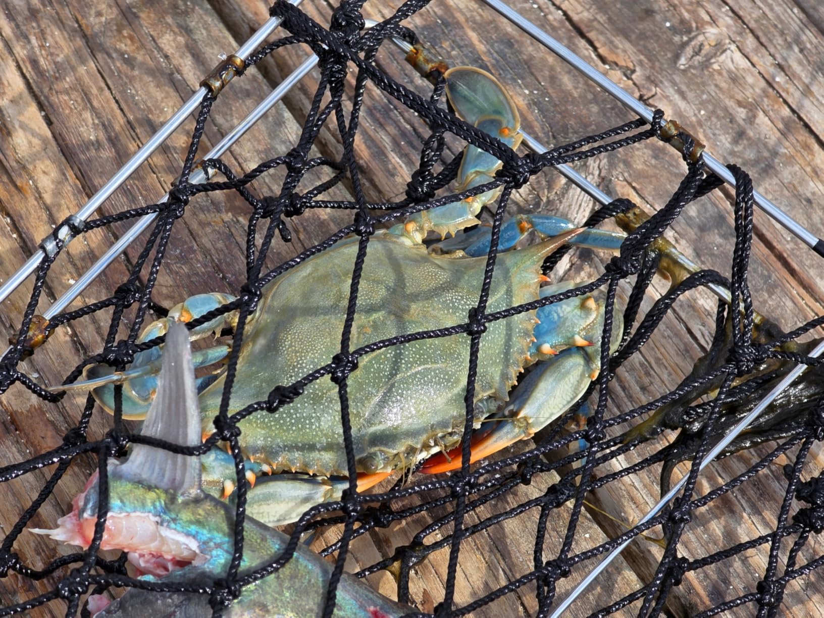 QualyQualy Castable Crab Trap Kit Foldable Crabbing Net w/Rope & Bait Clip customer photo 2