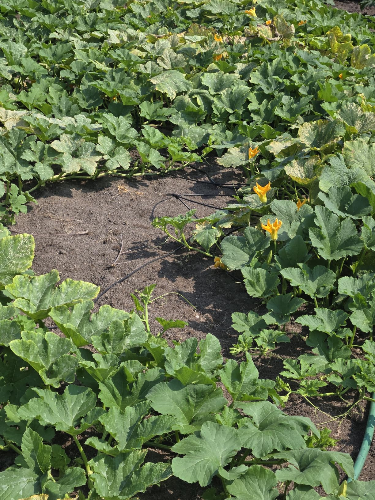 Bonviee 247FT Drip Irrigation System, 50FT 5/16