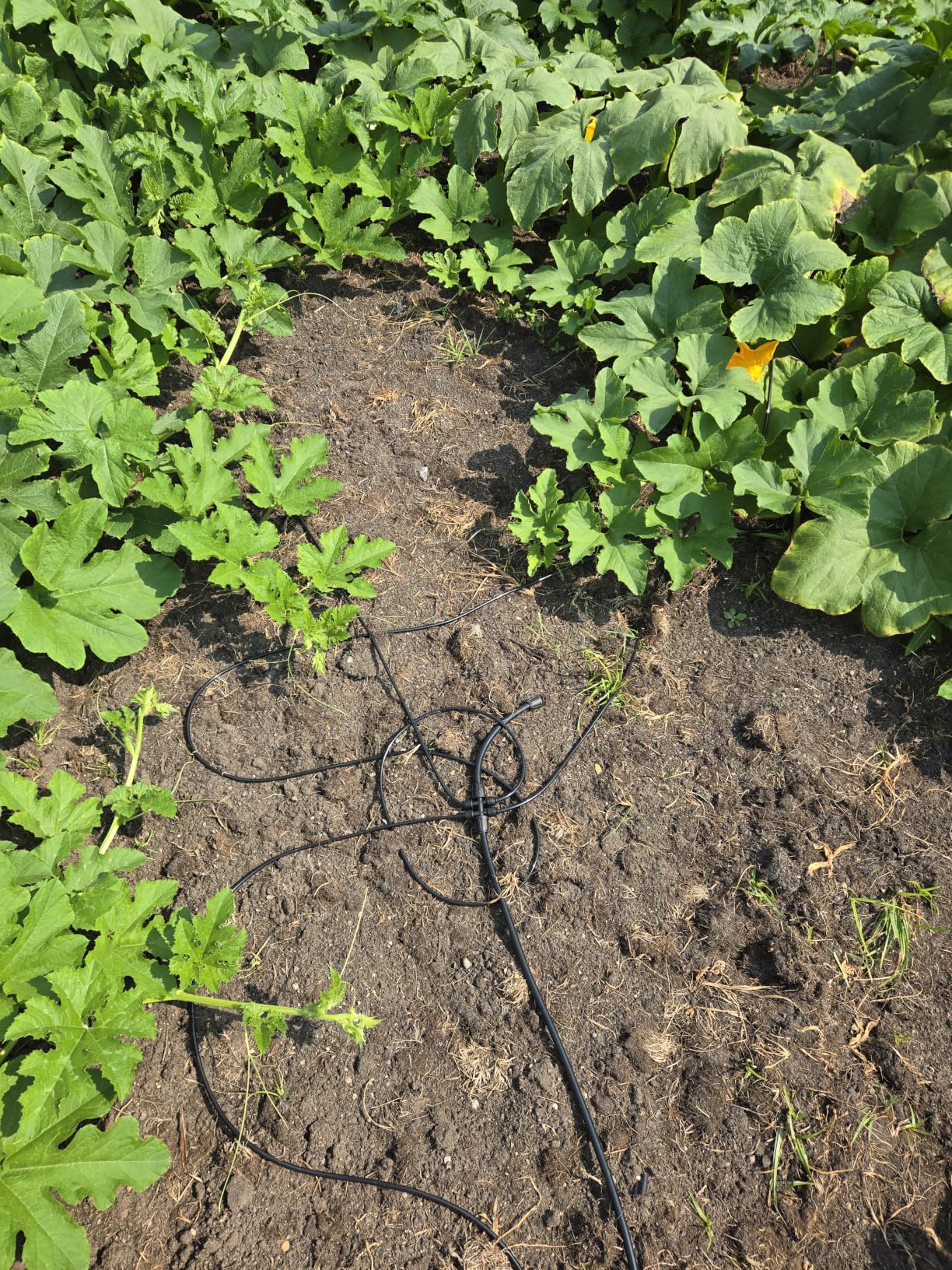 Bonviee 247FT Drip Irrigation System, 50FT 5/16