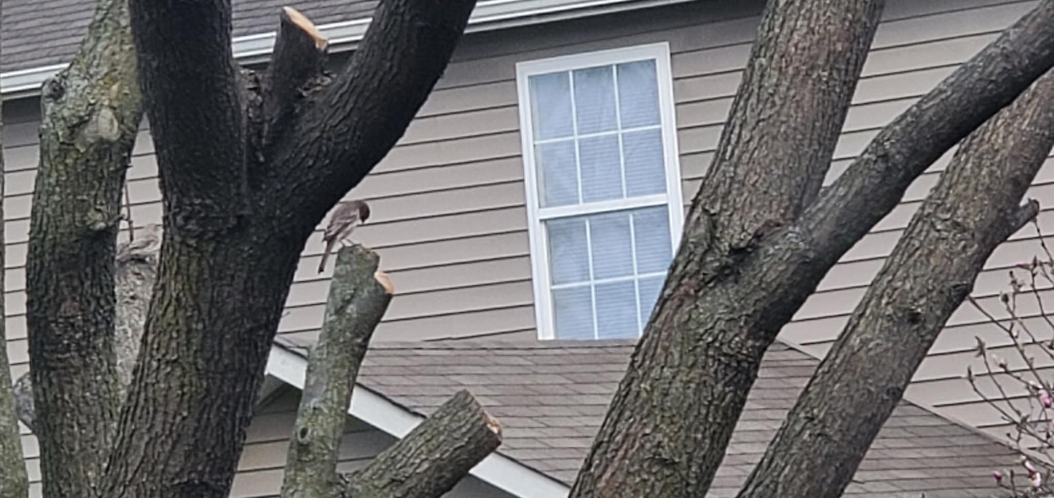 WEN Electric Pole Saw, Corded, 8-Amp, 10-Inch with 14-Foot Reach (CP0810) customer photo 1