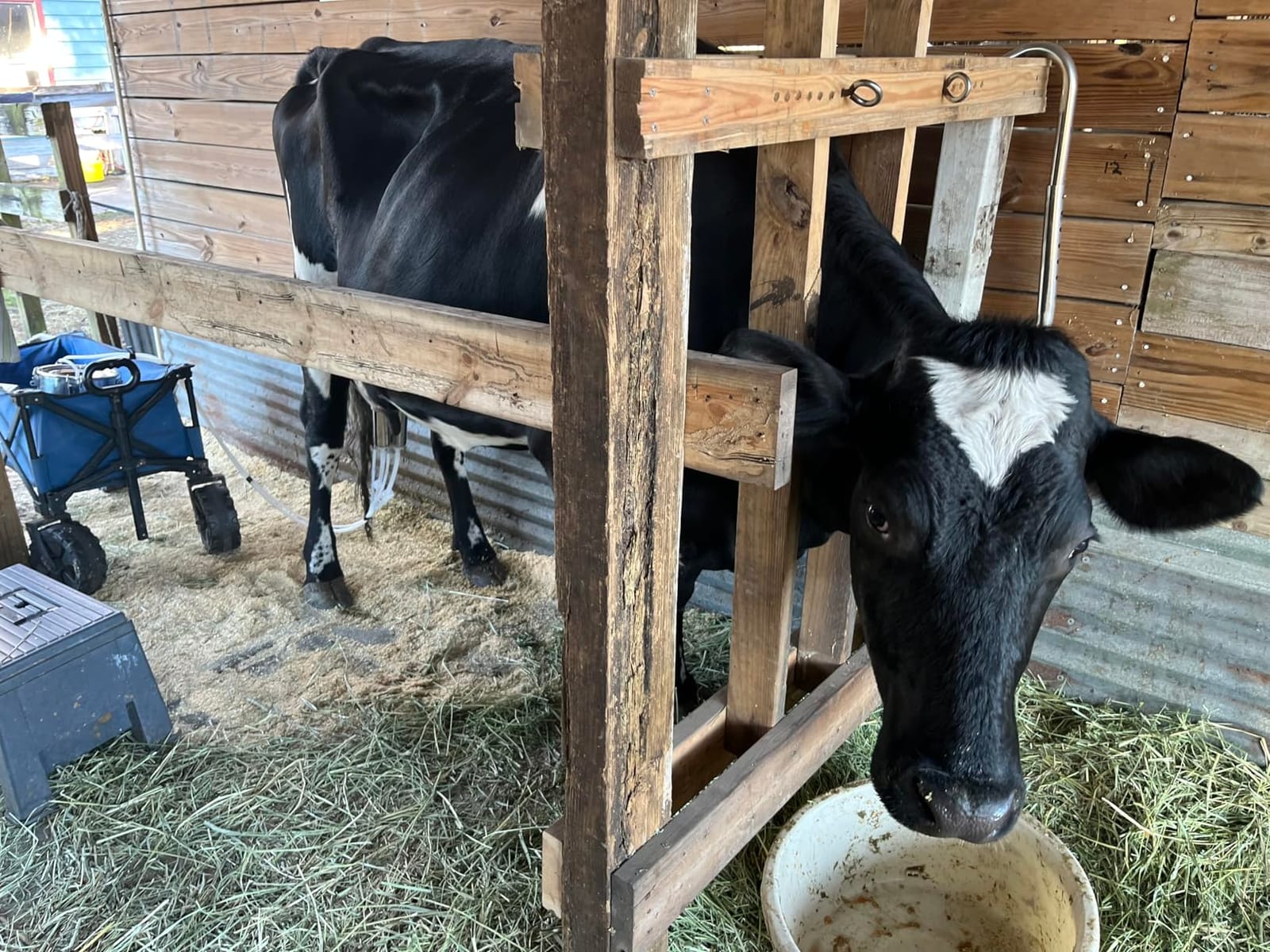Upgrade 2-in-1 Goats and Cows Milking Machine, 1.85Gal/7L Food-Grade Stainless Steel Bucket with 5200mAh Built-in Rechargeable Battery, 4 Teat Cups, Cordless Pulsation Vacuum Electric Milking Machine customer photo 2