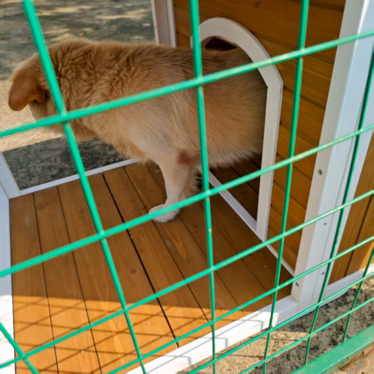 Paw Pal Dog House Outdoor Large Breed, 59