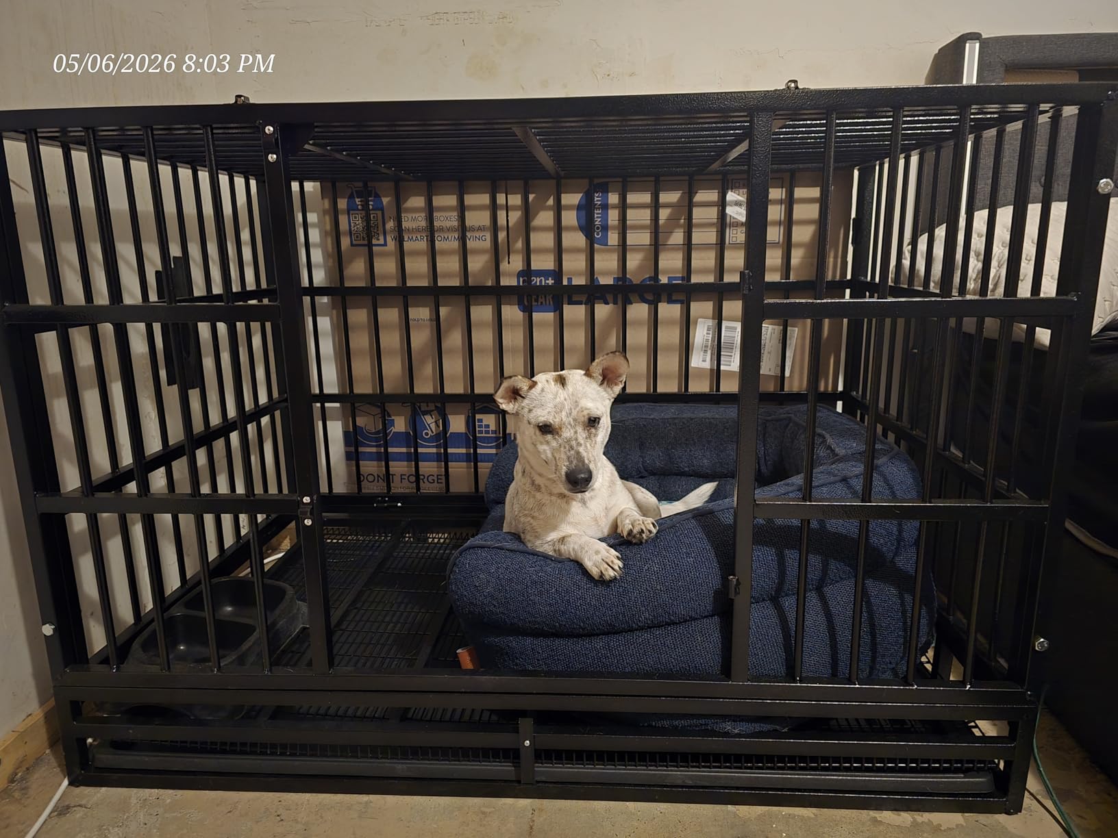 LEMBERI 48 inch Heavy Duty Indestructible Dog Crate, High Anxiety Extra Large Dog Cage for Large Dogs, XL Steel Escape Proof Dog Kennel with Wheels and Removable Tray (Black, 47.2 * 30.7 * 34.6 inch) customer photo 1