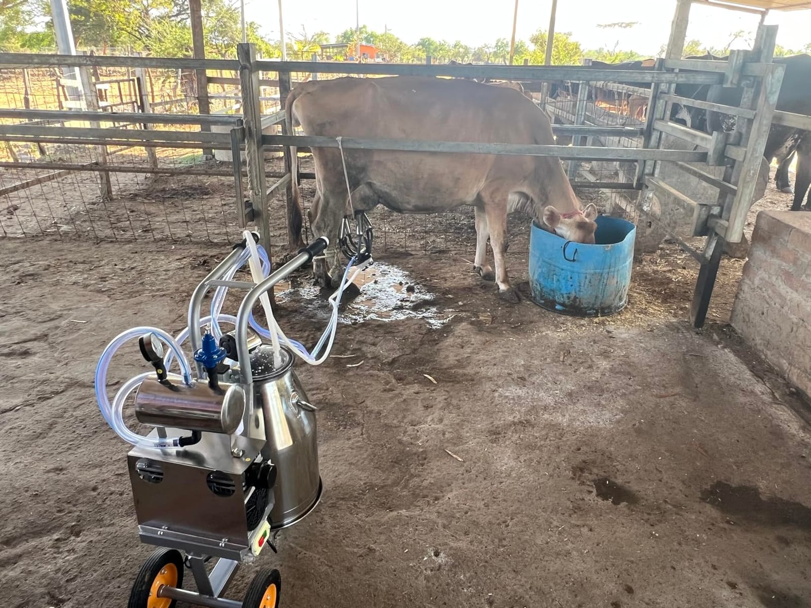 Cow Milking Machine Portable, 55KPA 15000 RPM Electric Milker Machine | Milking Equipment with 25 L/6.6 gal Stainless Steel Bucket 5-8 Cows Per Hour with Silicone Cups and Tubes for Cows and Goats customer photo 2