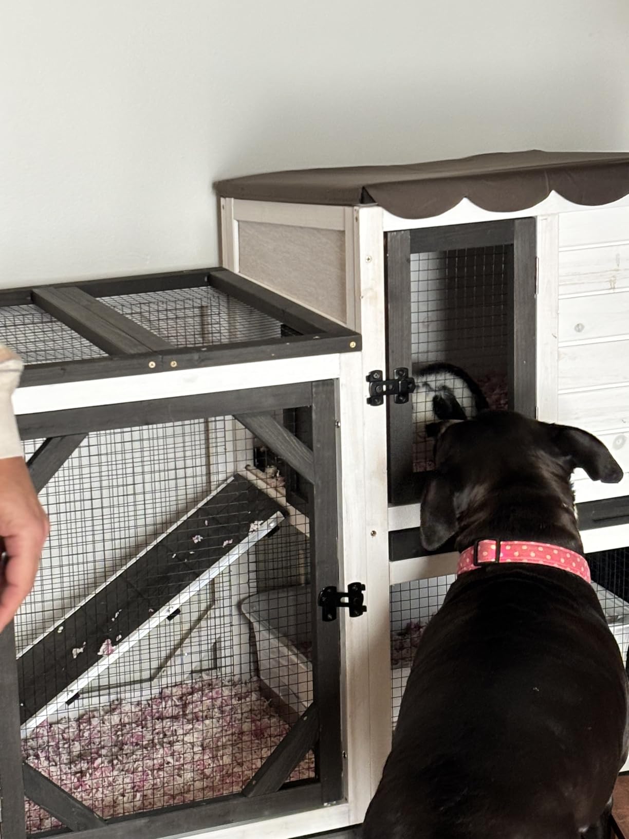 Gutinneen 2-Story Rabbit Hutch Bunny cage with Chew-Proof Ramp, Locking Leak-Proof Trays - Indoor/Outdoor 39.3