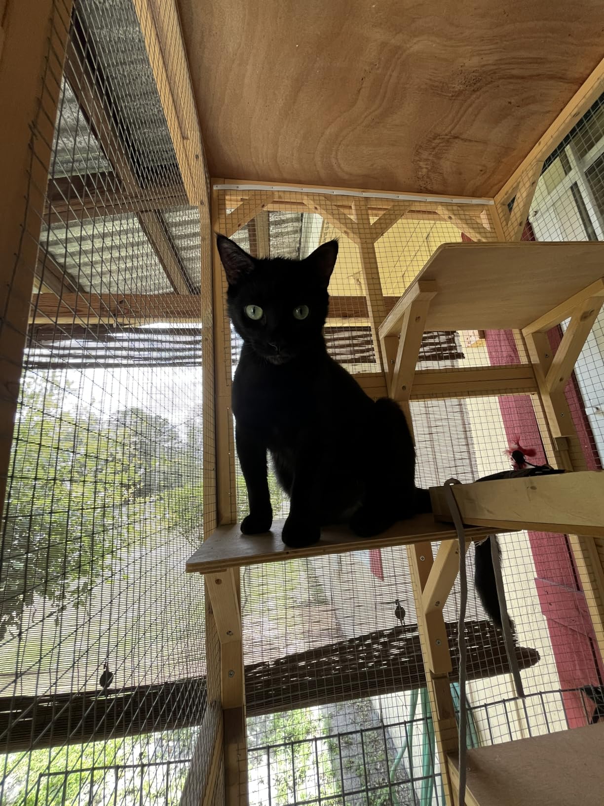 Grepatio Cat Enclosure Large Outdoor Catio Wooden Cat House with Weatherproof, Cat Cage Condo Indoor Playpen with Platform and Small House (Natural) customer photo 2