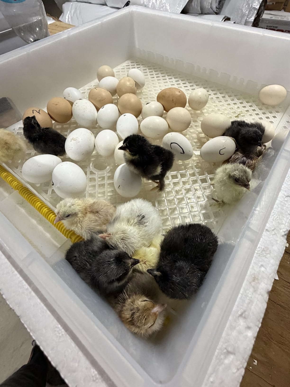 Egg Incubator for Hatching 120 Eggs with 5 Auto Incubation Models | Precise Temp & Humidity Control, Auto Egg Turning, External Water Refill, Egg Candler, Dual Power Supply, Adjustable Roller customer photo 1