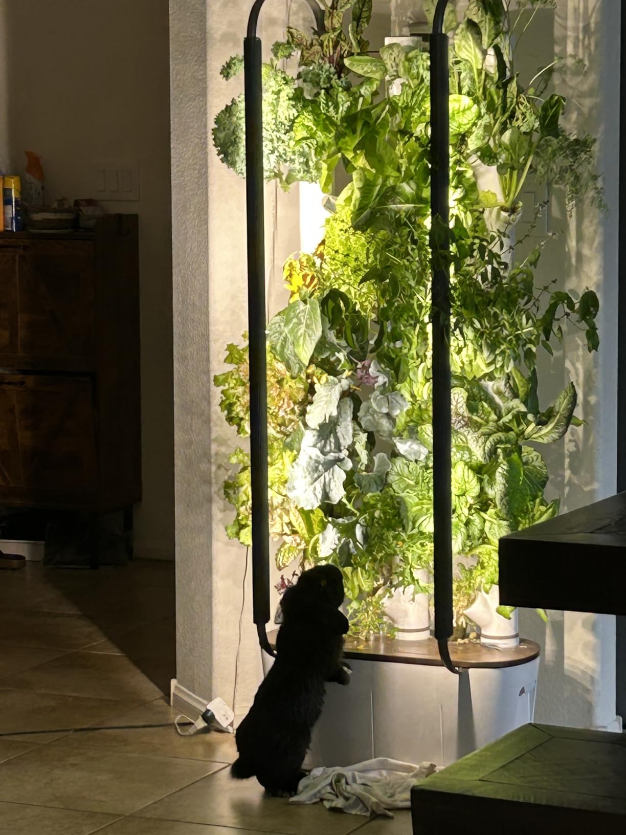 Gardyn Home 4 Vertical Hydroponics Growing System Kit - 30 Plants | AI-Powered Smart Garden with LED Grow Lights. Grow pesticide-free, non-GMO greens & veggies at home-safe, recall-free customer photo 1