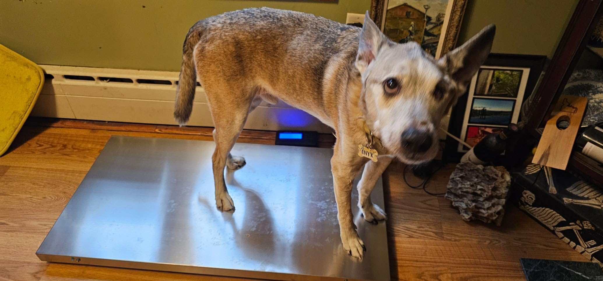 VEVOR 1100Lbs x 0.2Lbs Digital Livestock Scale Large Pet Vet Scale Stainless Steel Platform Electronic Postal Shipping Scale Heavy Duty Large Dog Hog Sheep Goat Pig customer photo 2