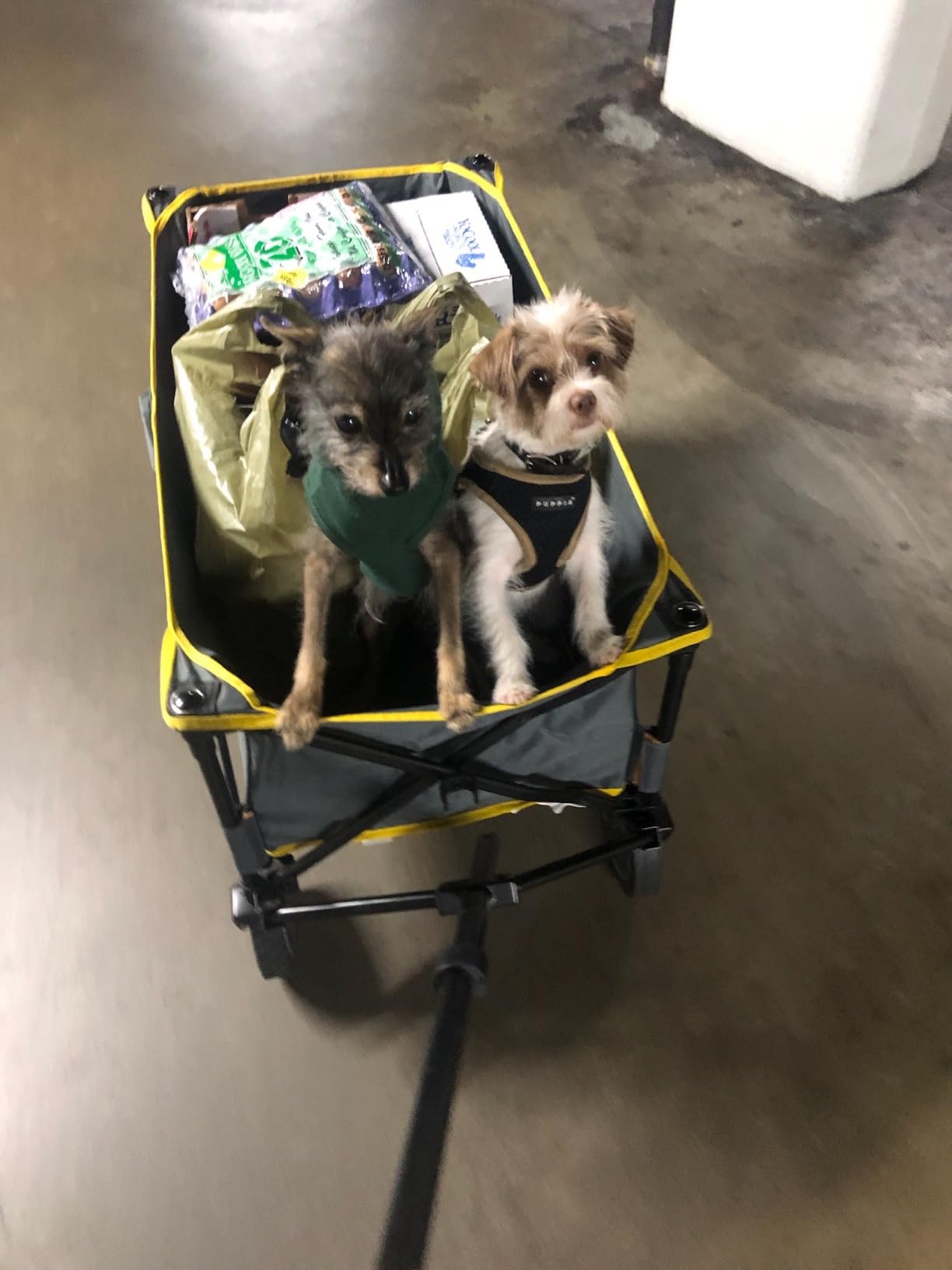 Coleman XL Collapsible Wagon, Heavy‑Duty 400 lb Capacity, Large 50+ Gallon Utility Cart with All‑Terrain Wide‑Base Wheels, One‑Pull Folding Design, Removable Wheels & Ergonomic Handle - Blue customer photo 2