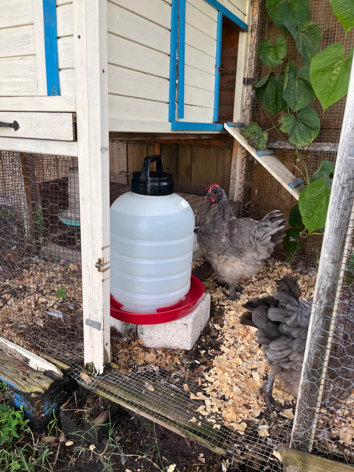 FARM-TUFF Premium 5-Gallon Hanging Chicken Waterer - BPA-Free Plastic, Top-Fill Poultry Fountain for Chickens, Ducks, Turkeys & Game Birds customer photo 1