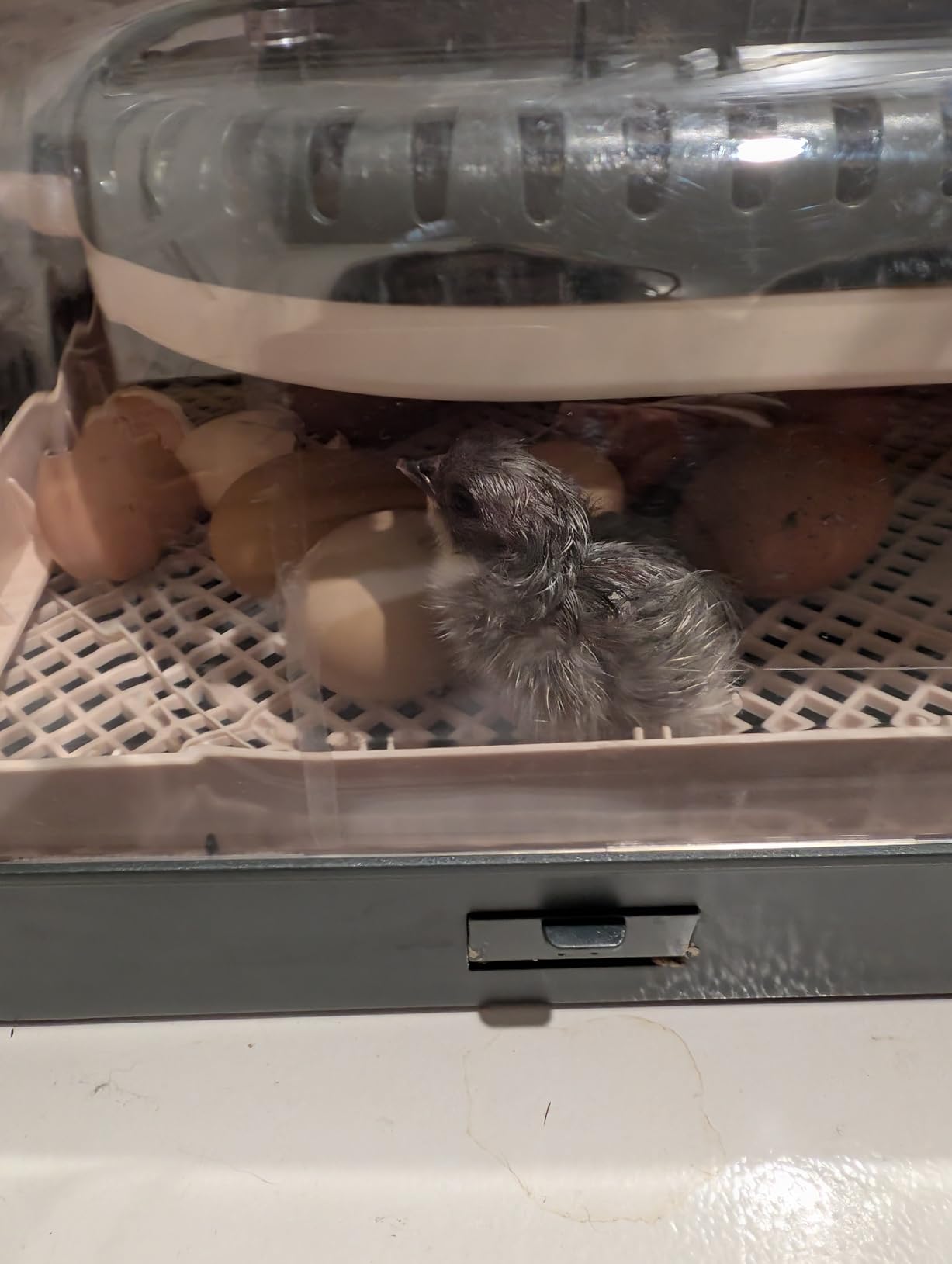 Sailnovo 70 Egg Incubators, Auto Humidification & Temperature Control | Auto Egg Turning & Built-in Candler & Alert System, Incubator for Chicken Duck Quail Eggs, Perfect for Lab School Farm customer photo 1