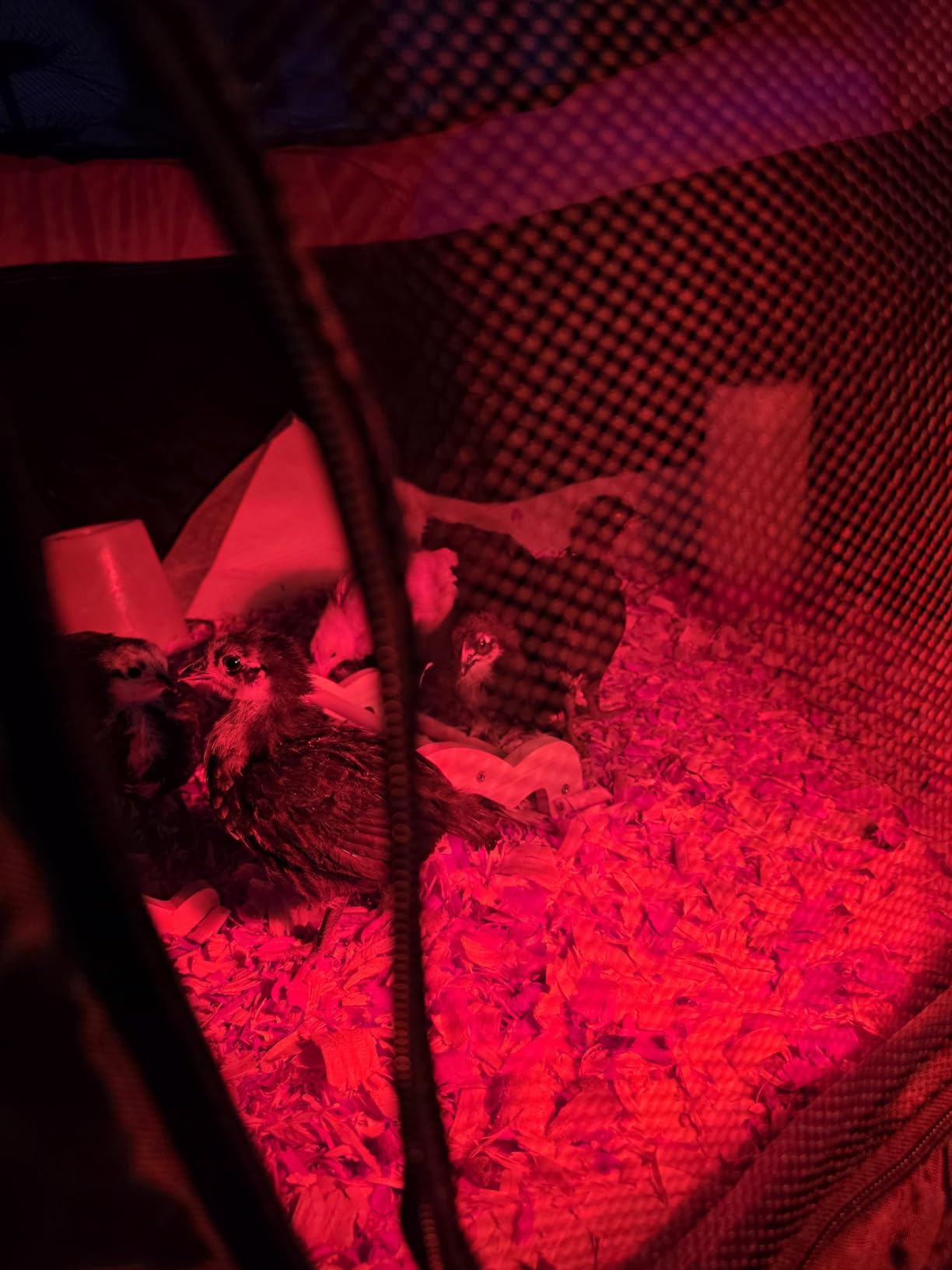 Brooder Box for Chicks Starter Kit, Dual Doors Chicken Brooder Playpen with Heating Plate, Nesting Pad, Feeder, and Waterer for Chicks, Ducklings, and Quail, Holds Up to 15 Chicks customer photo 1