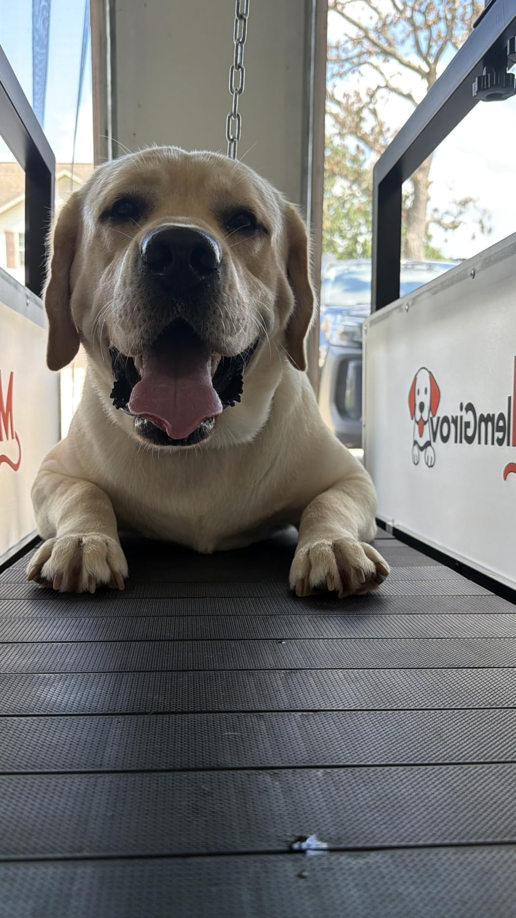 Dog Treadmill with Pin-Hinged Track & 3-Layer Shock Absorption | Waterproof dirt-resistant slats, secure disc brake lock, speed monitor, quiet wheels for indoor outdoor large pet cardio customer photo 2