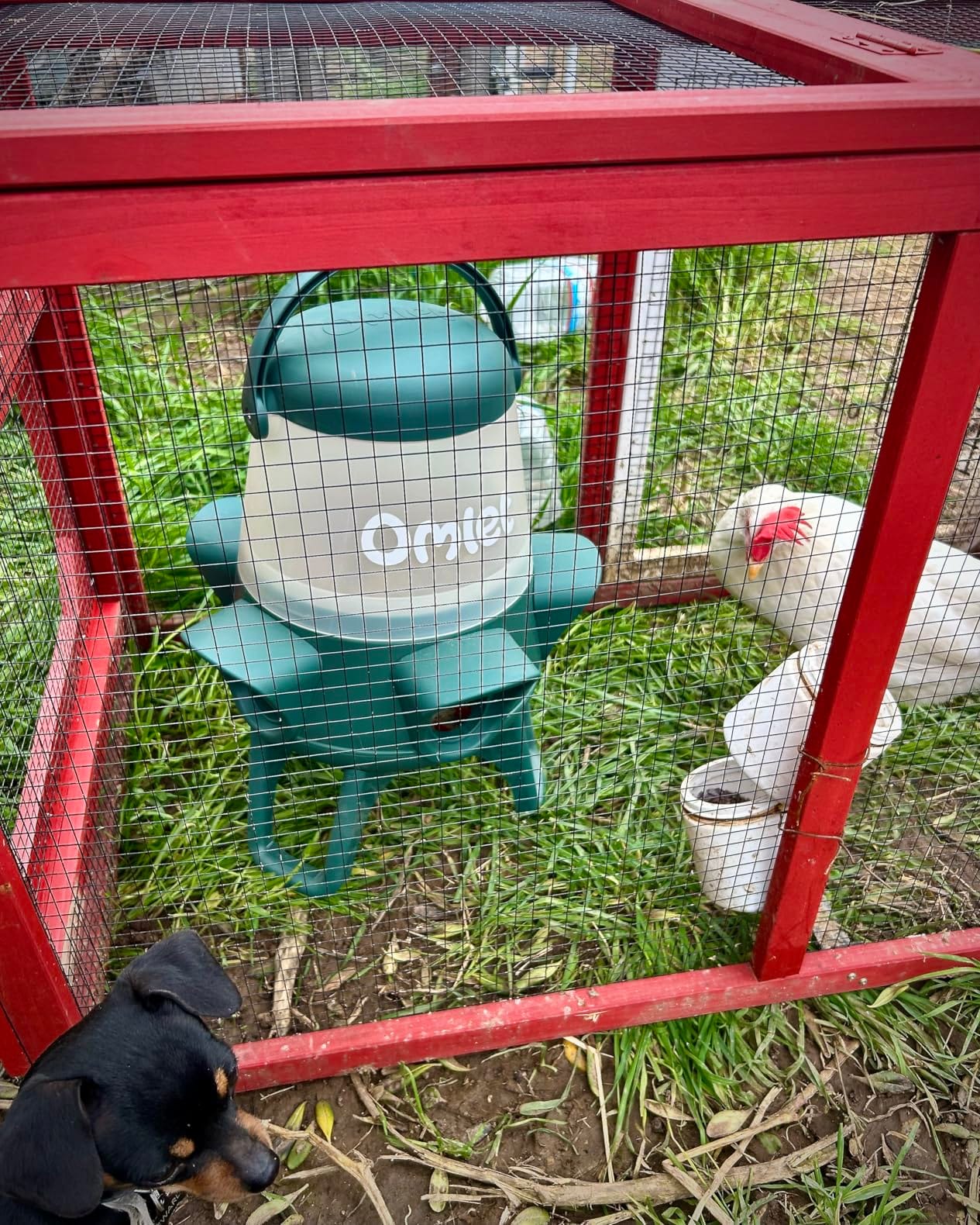 Omlet No Waste Chicken Feeder for Coop | Large 25lb Anti-Spill Poultry Feeder with 6 Feeding Ports | Feeds 12 Hens for 7 Days | Hanging or Free Standing | Weatherproof customer photo 1