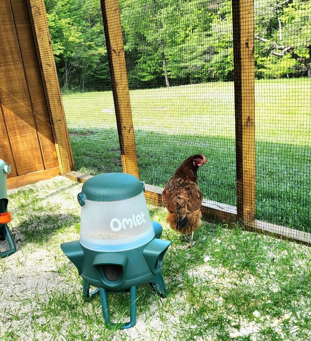 Omlet No Waste Chicken Feeder for Coop | Large 25lb Anti-Spill Poultry Feeder with 6 Feeding Ports | Feeds 12 Hens for 7 Days | Hanging or Free Standing | Weatherproof customer photo 2