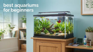 best aquariums for beginners
