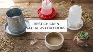 best chicken waterers for coops