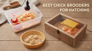 best chick brooders for hatching