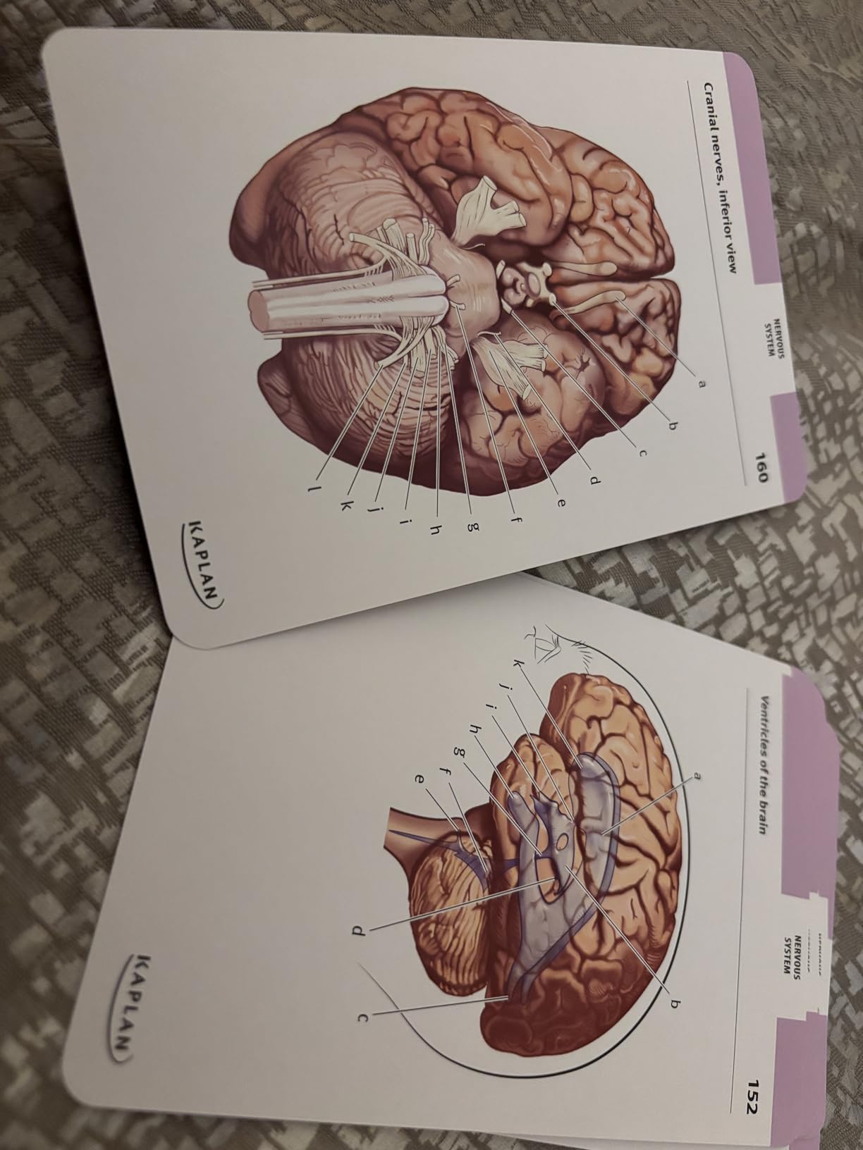 Anatomy Flashcards: 300 Flashcards with Anatomically Precise Drawings and Exhaustive Descriptions customer photo 2