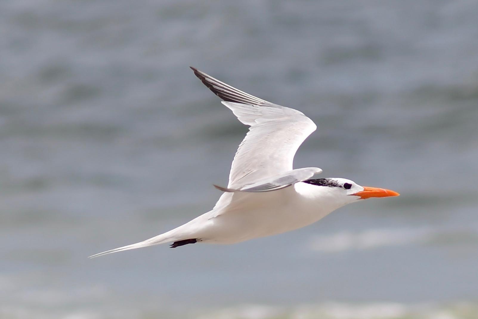 Nikon D7500 DX-Format Digital SLR Body customer photo 2