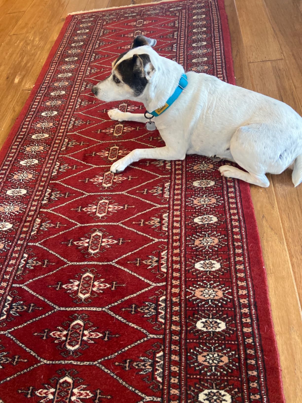 Pawsitive Hemp Dog Collar - Super Soft Hypoallergenic Lining. Great for Small, Medium and Large Dogs; Medium Rosemary Red customer photo 2