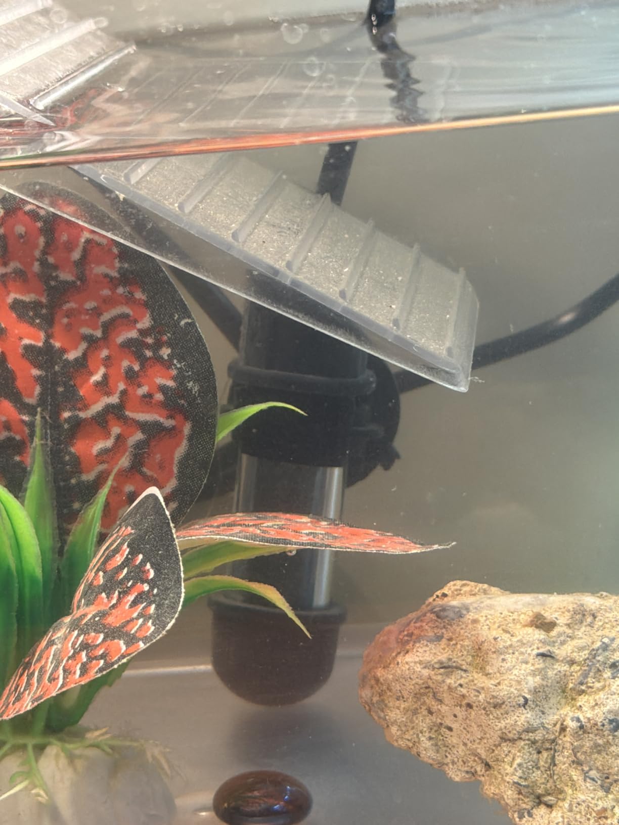 hygger Small Aquarium Betta Heater, Submersible Fish Tank Heater 10W/25W/50W/100W with LED Digital Display, Suitable for Marine Saltwater and Freshwater up to 5/10/16/26 Gallon customer photo 2